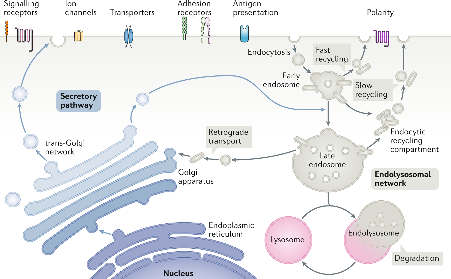 Impaired Recycling Of Mitochondria In >> To Degrade Or Not To Degrade Mechanisms And Significance Of Impaired Recycling Of Mitochondria In >> To Degrade Or Not To Degrade Mechanisms And Significance Of