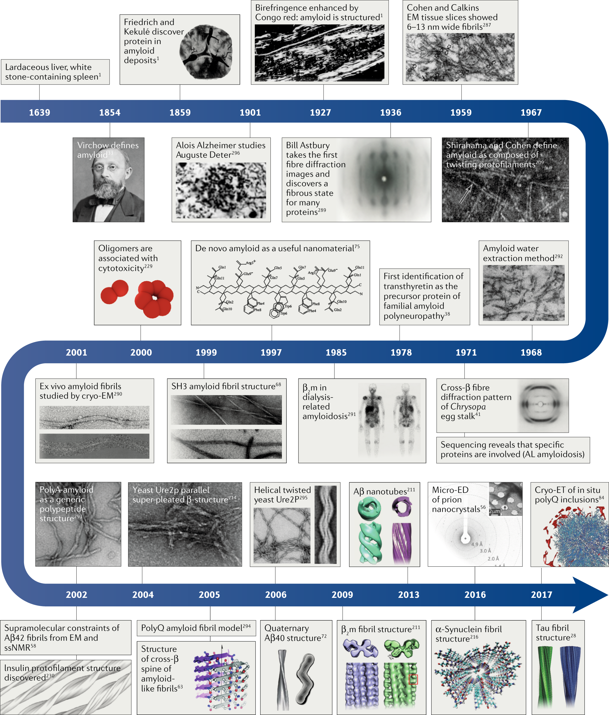 A new era for understanding amyloid structures and disease | Nature Reviews  Molecular Cell Biology