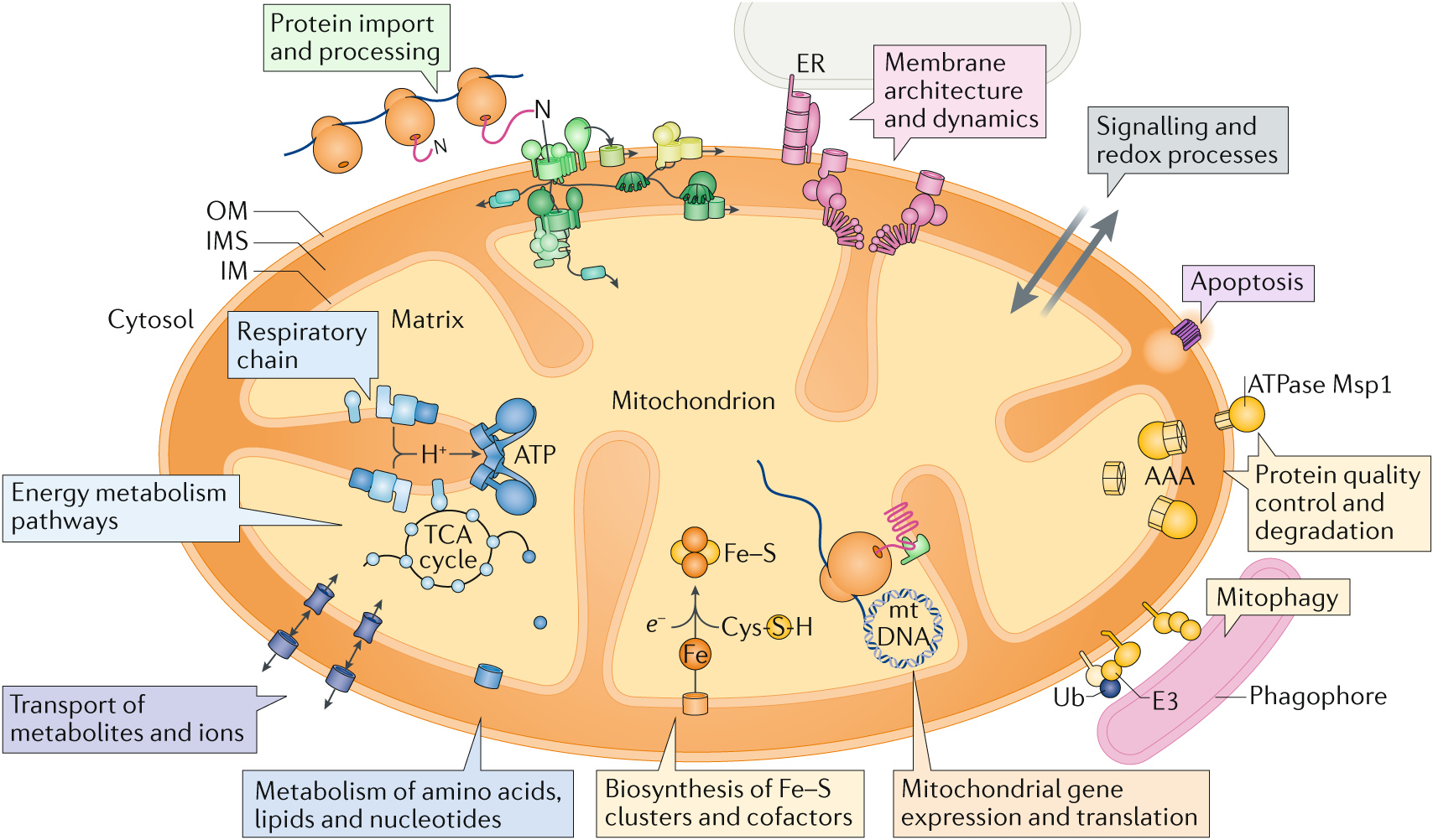 Mitochondrial proteins: from biogenesis to functional networks 