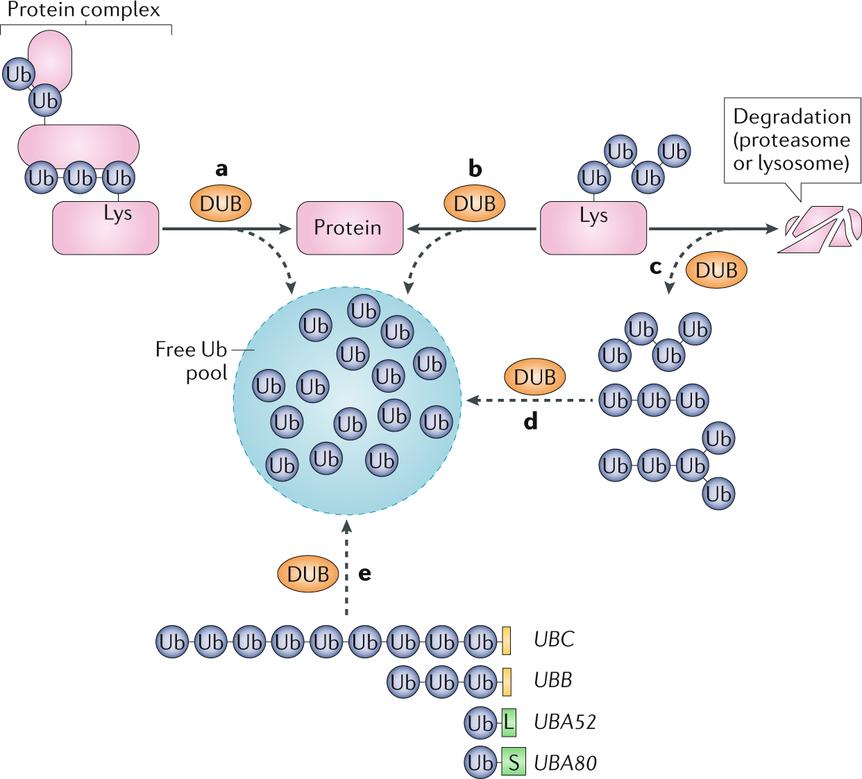 deubiquitinase glutathione Proximity labeling reveals OTUD3 as a DNA-binding of cGAS: Cell Reports Neutron-encoded diubiquitins to profile linkage