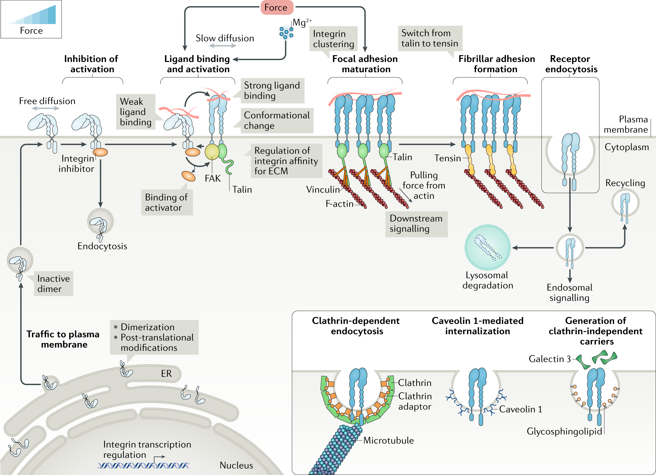 does glutathione promote cancer growth Glutathione overproduction mediates lymphoma initiating cells survival and  has a sex-dependent effect on lymphomagenesis