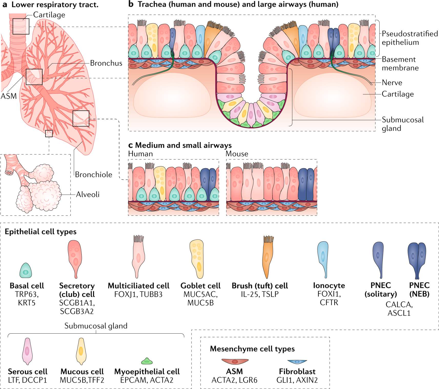 Complex urban atmosphere alters alveolar stem cells niche properties and  drives lung fibrosis