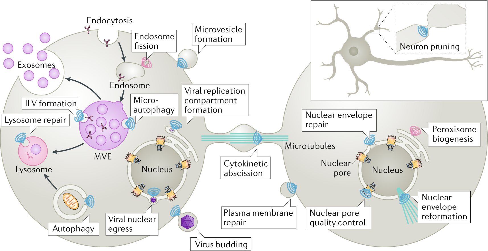 Viruses And Living Cells Pages 482 483 Chart