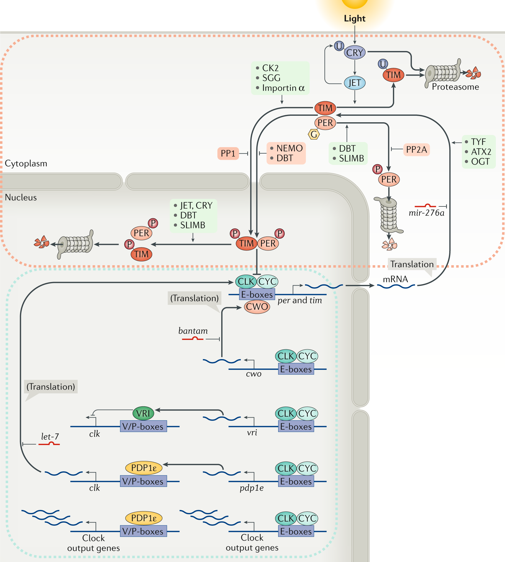 Molecular mechanisms and physiological importance of circadian rhythms |  Nature Reviews Molecular Cell Biology