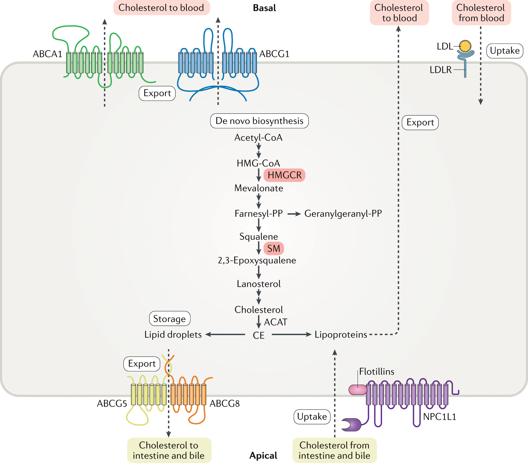 Mechanisms and regulation of cholesterol homeostasis | Nature Reviews  Molecular Cell Biology