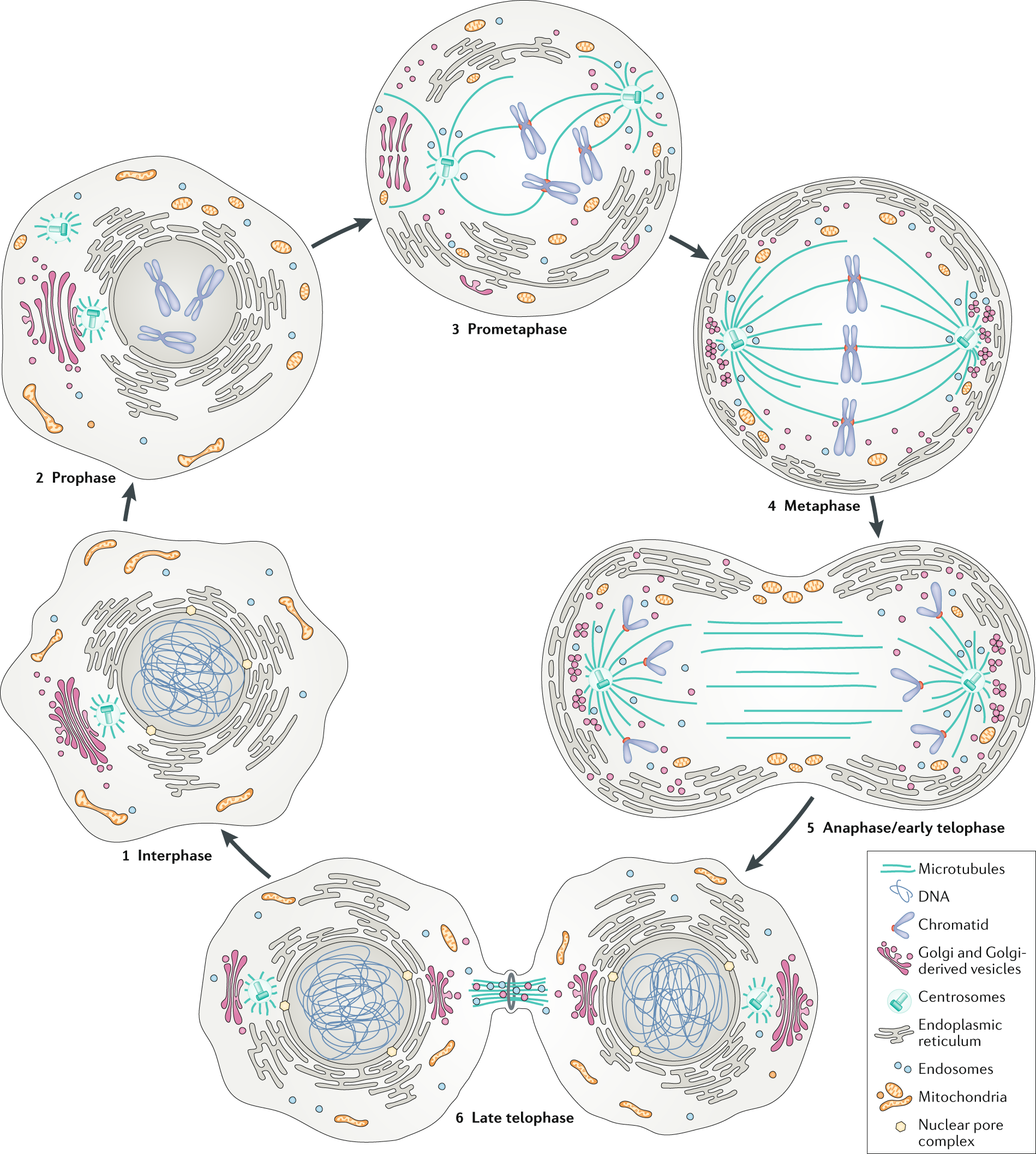 Membrane And Organelle Dynamics During Cell Division Nature Reviews Molecular Cell Biology
