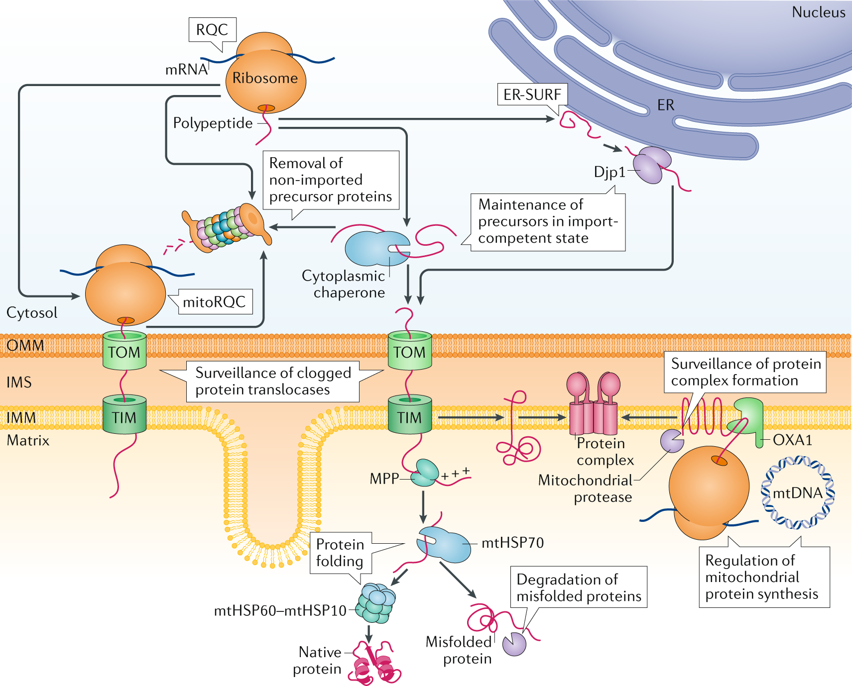 Quality Control Of The Mitochondrial Proteome Nature Reviews Molecular Cell Biology