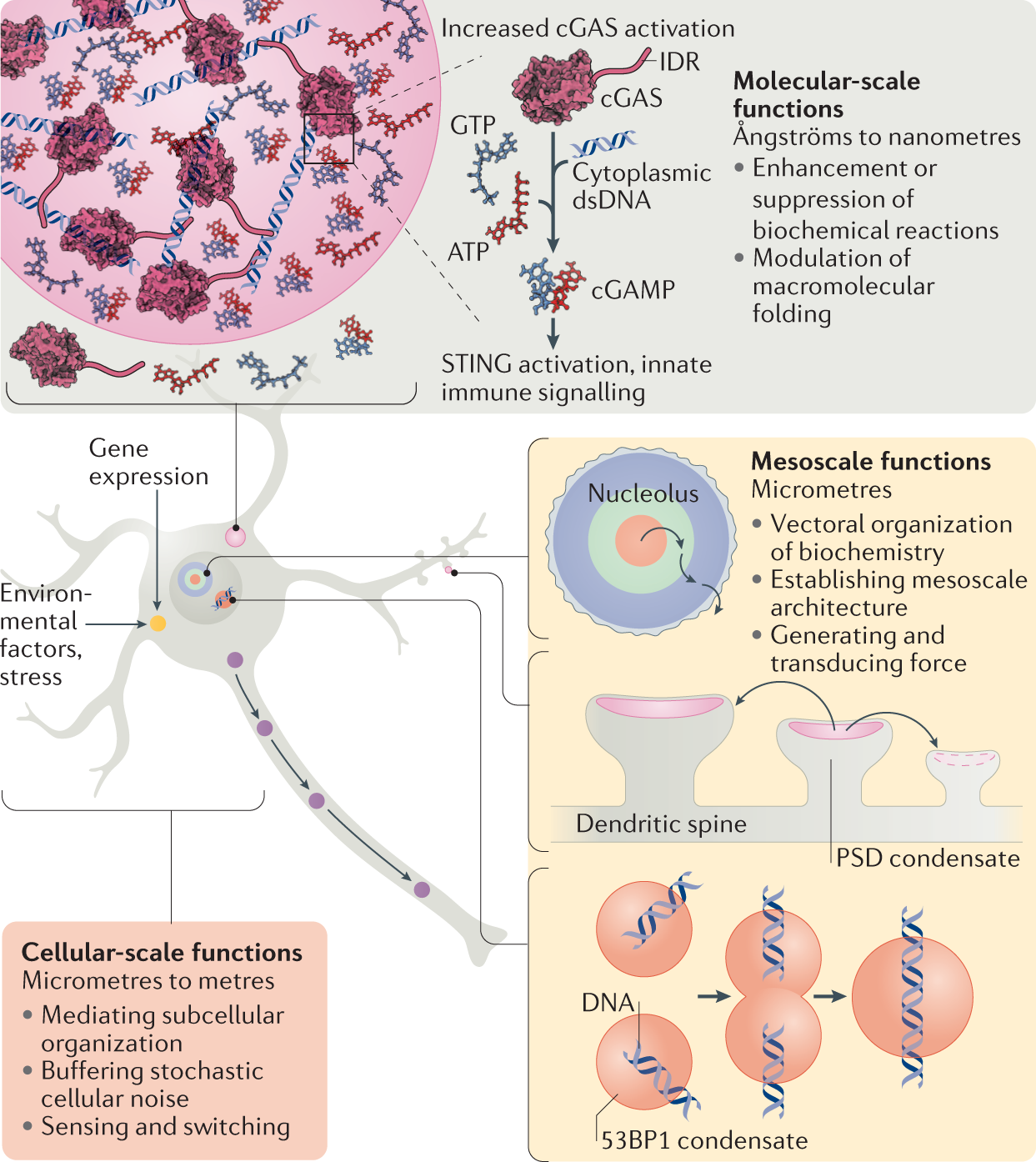 A framework for understanding the functions of biomolecular condensates  across scales | Nature Reviews Molecular Cell Biology