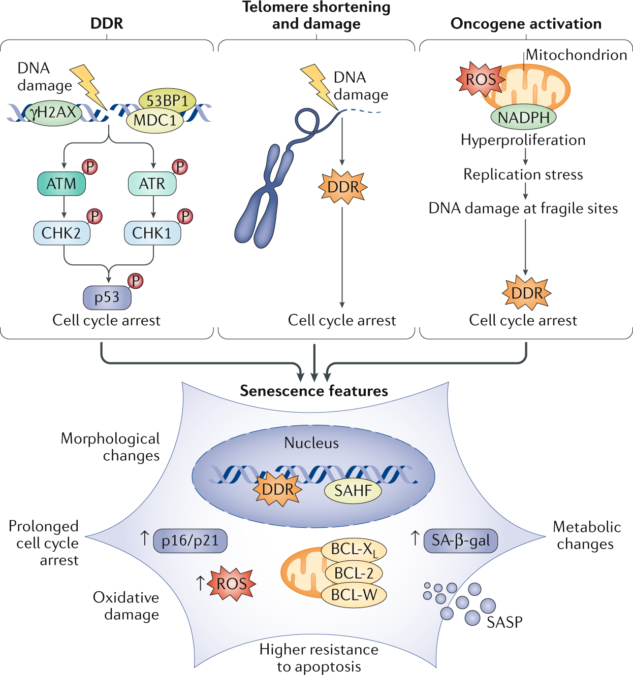 Cellular senescence in ageing: from mechanisms to therapeutic opportunities  | Nature Reviews Molecular Cell Biology