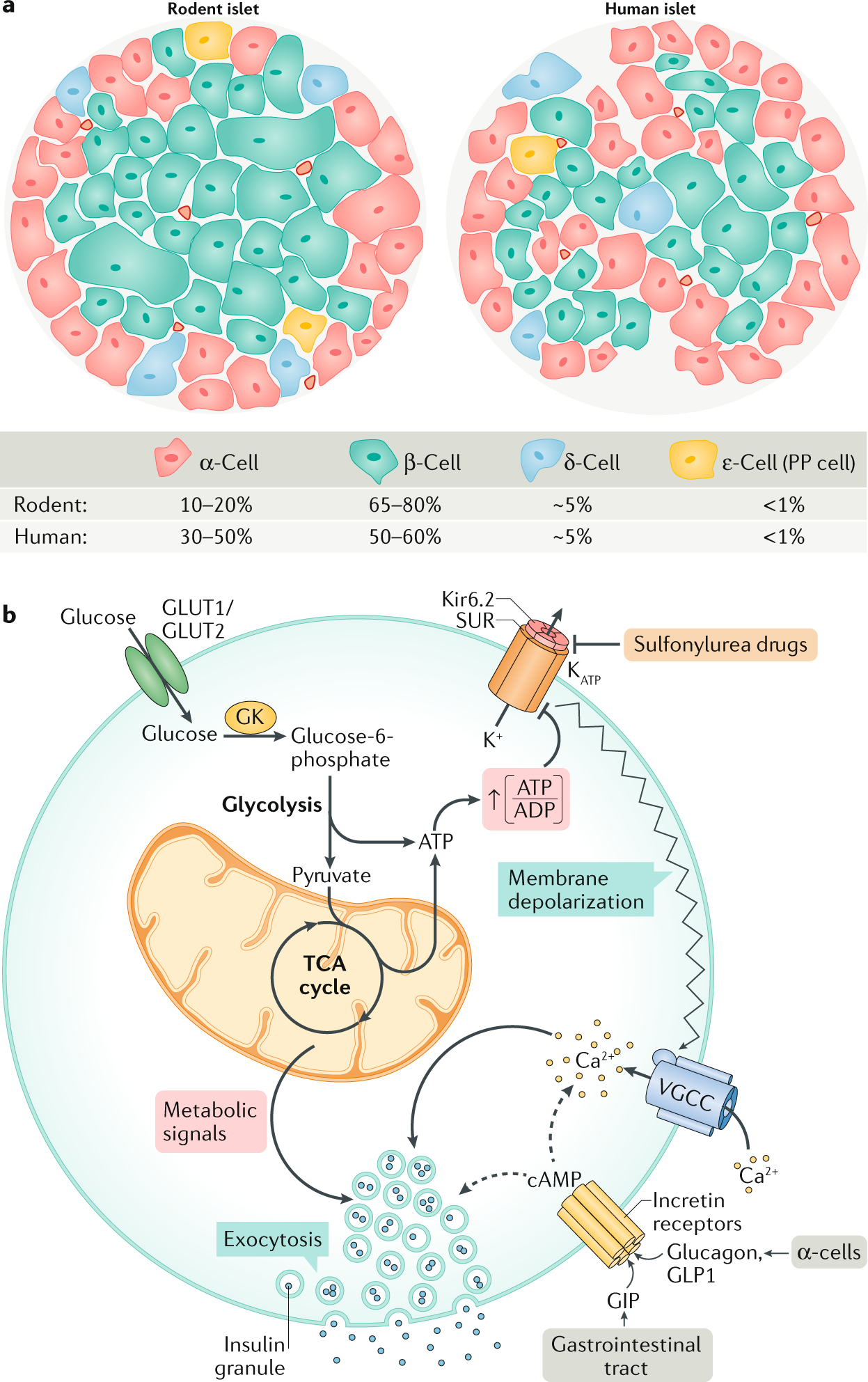 Mechanisms controlling pancreatic islet cell function in insulin secretion  | Nature Reviews Molecular Cell Biology