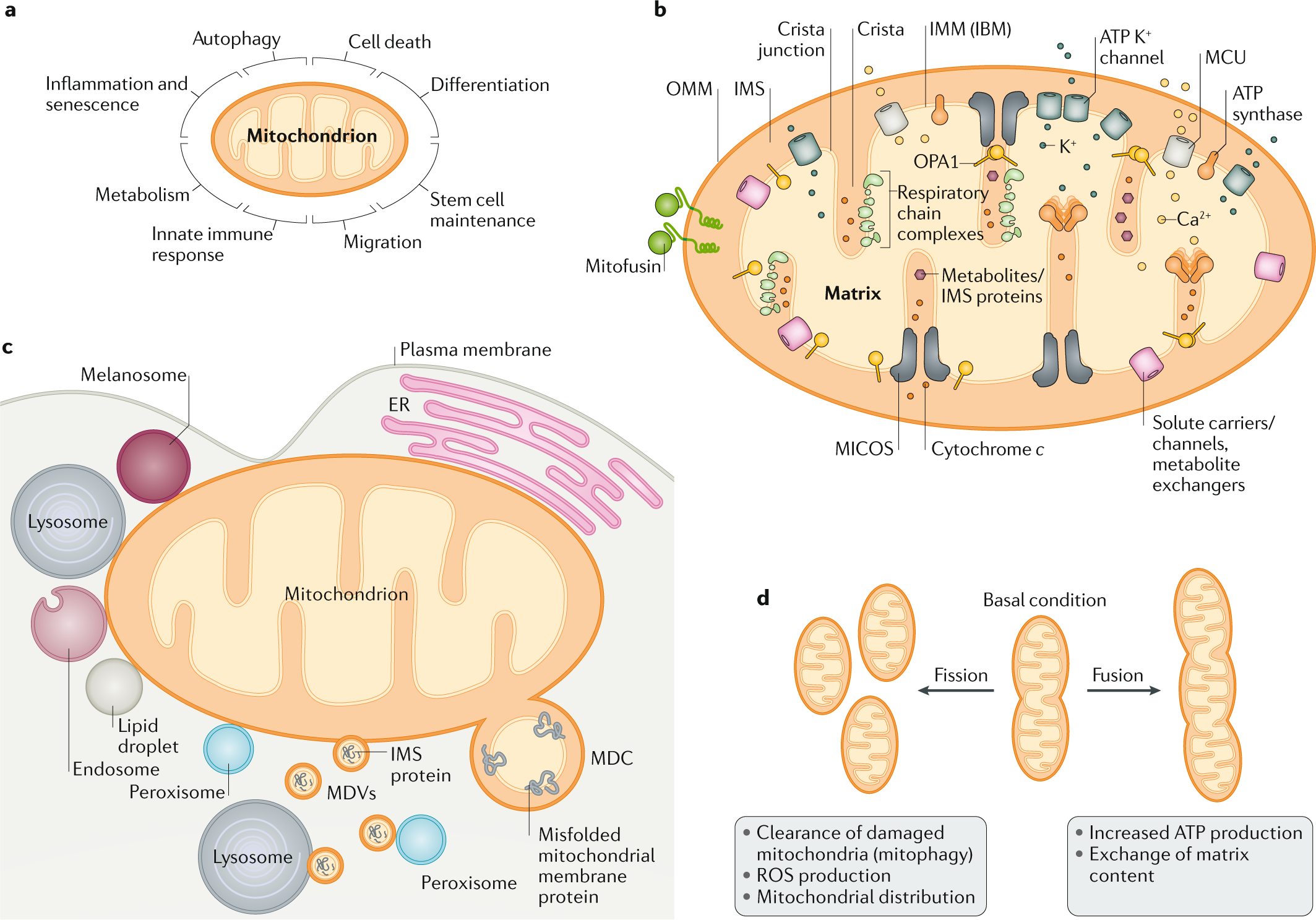 Mitochondrial signalling and homeostasis: from cell biology to