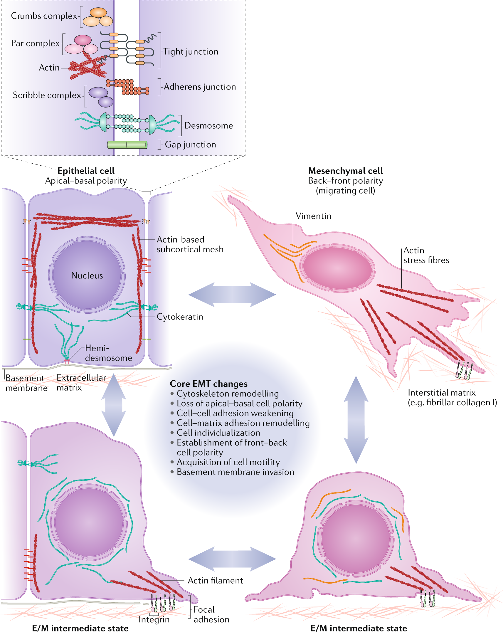 Guidelines and definitions for research on epithelial–mesenchymal  transition | Nature Reviews Molecular Cell Biology