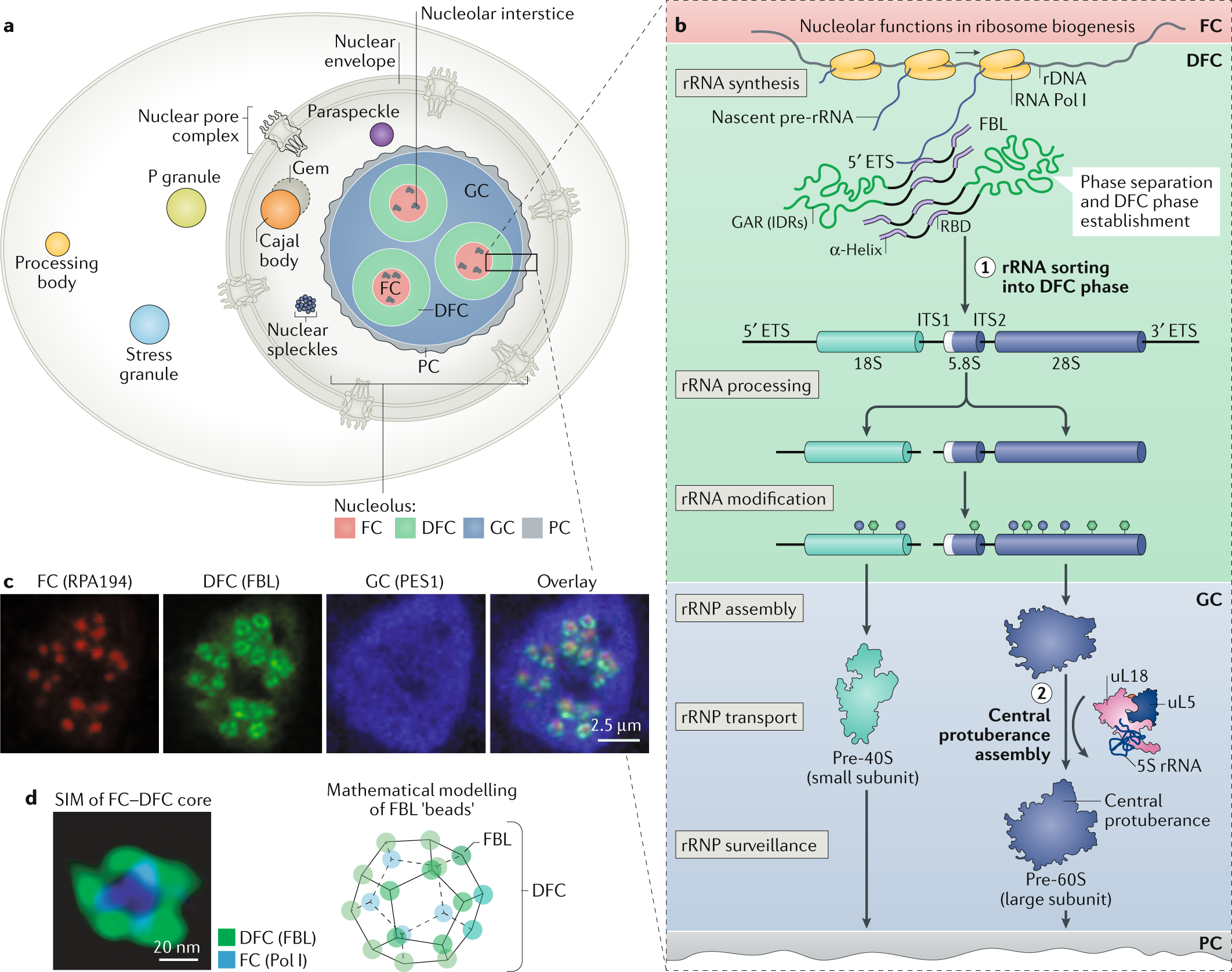 The nucleolus as a multiphase liquid condensate | Nature Reviews Molecular  Cell Biology