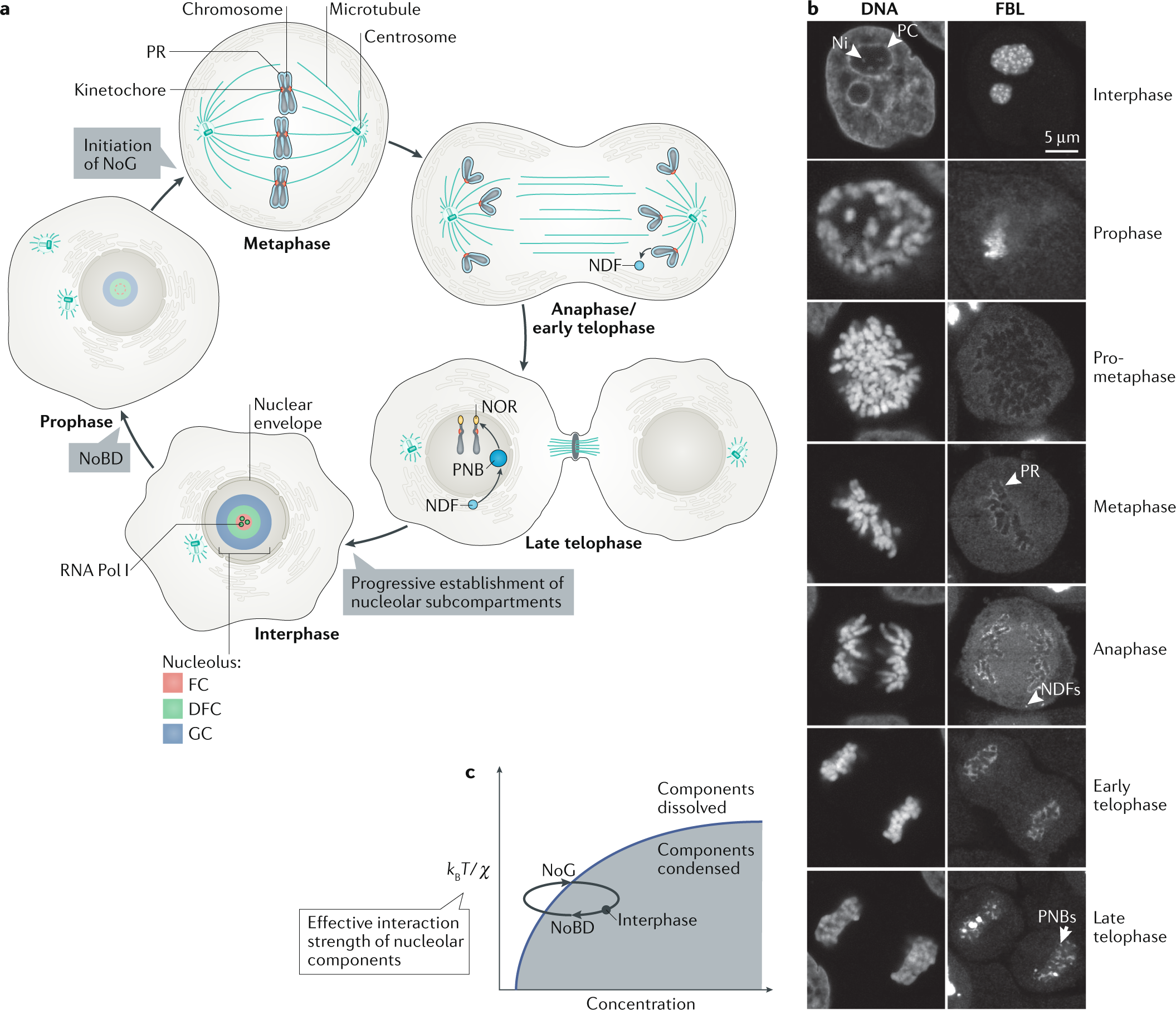Fig. 4: Nucleolar dynamics in mitosis.