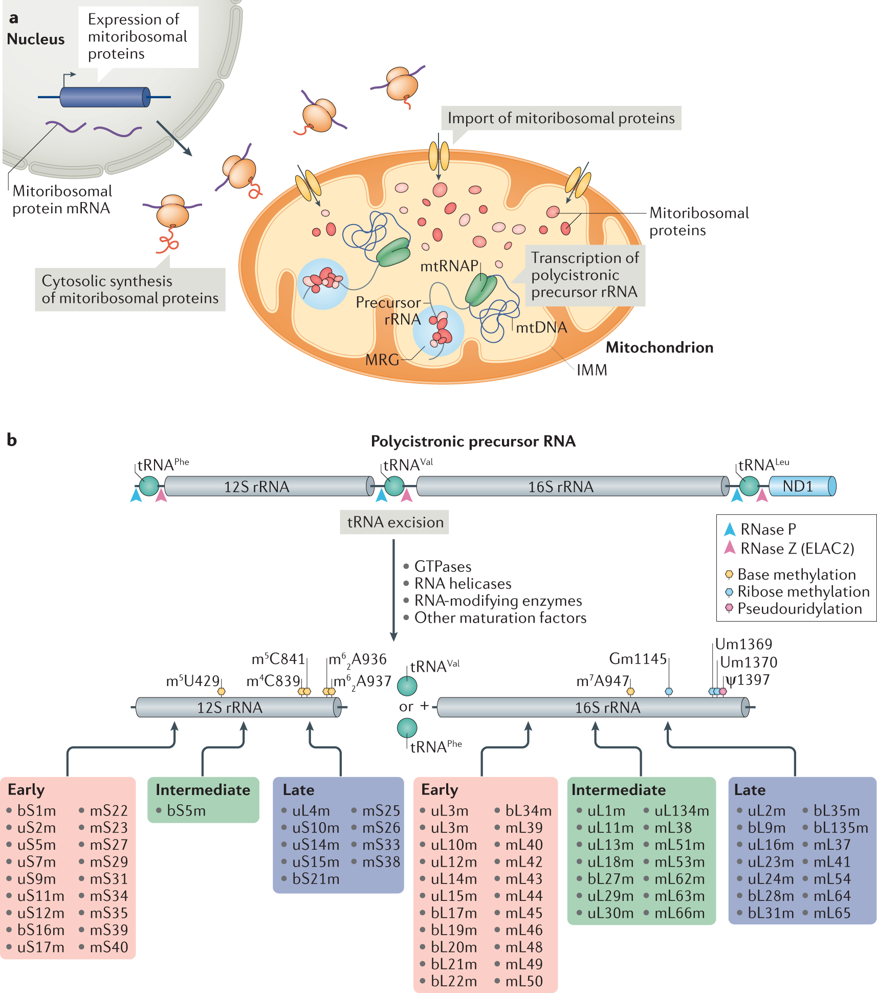 Mechanisms and regulation of protein synthesis in mitochondria | Nature  Reviews Molecular Cell Biology