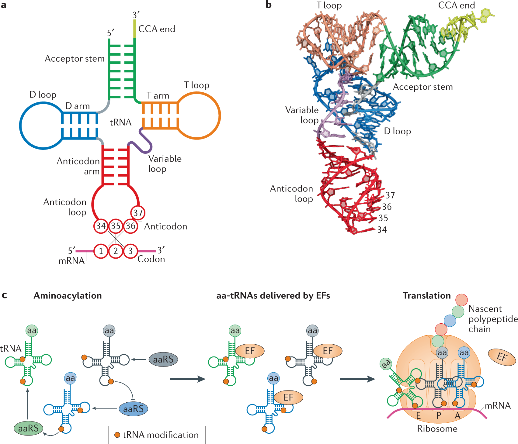 simple trna anticodon