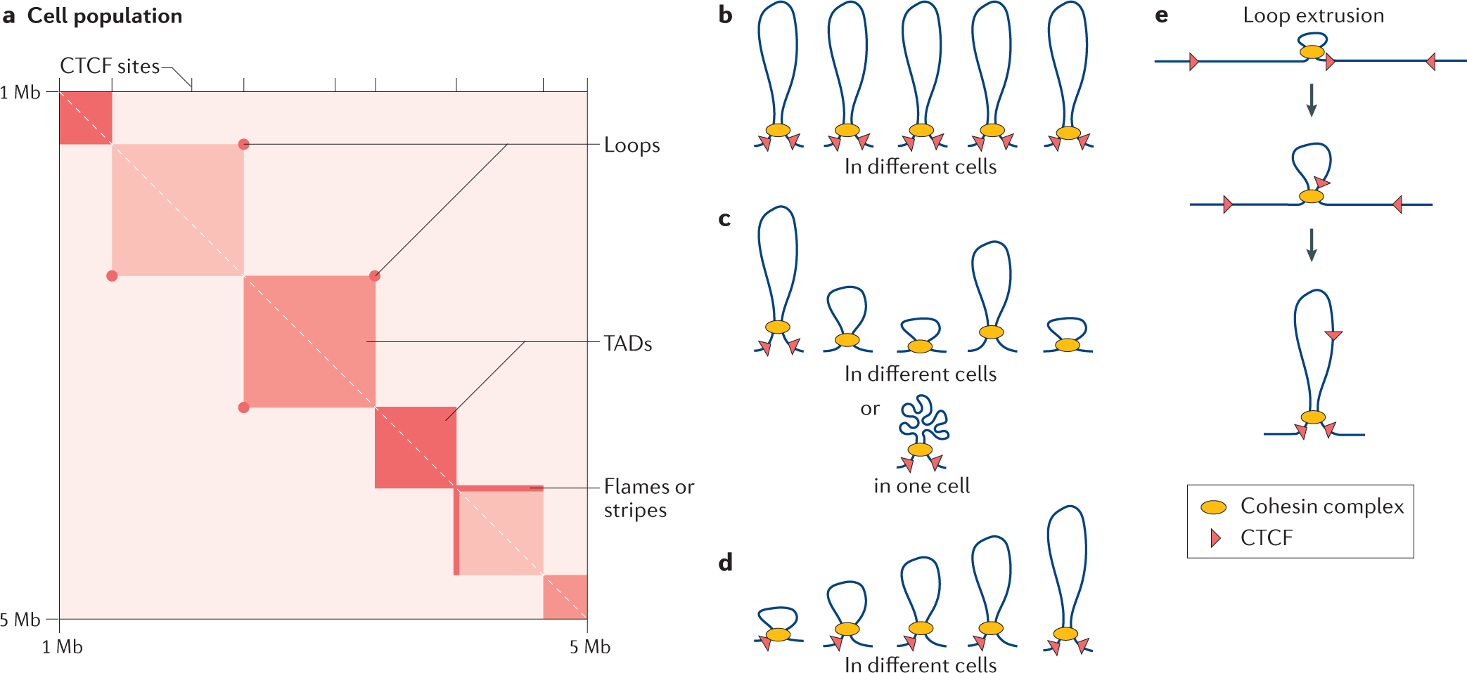 Genome folding through loop extrusion by SMC complexes | Nature Reviews  Molecular Cell Biology