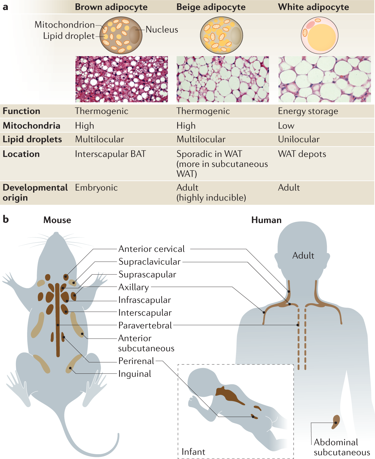 The Cellular And Functional Complexity Of Thermogenic Fat Nature Reviews Molecular Cell Biology The Cellular And Functional Complexity Of Thermogenic Fat Nature Reviews Molecular Cell Biology