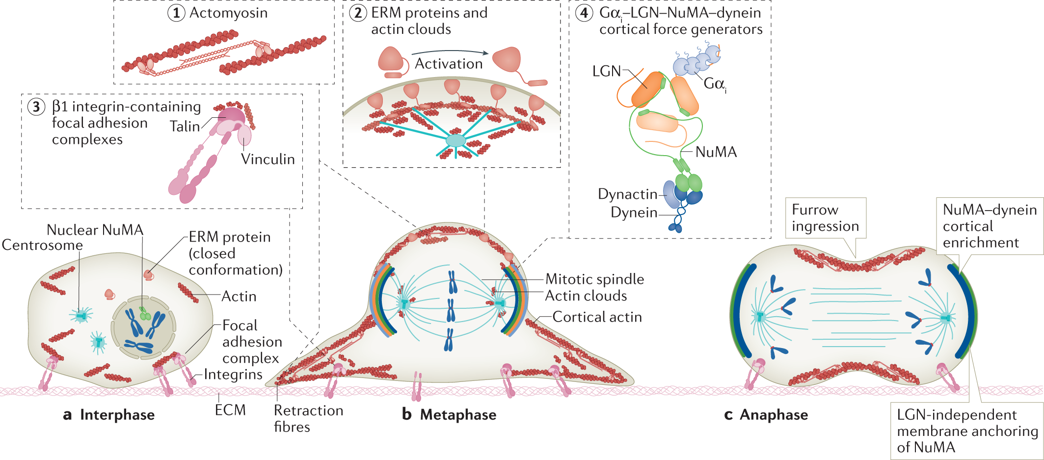 Spindle Positioning And Its Impact On Vertebrate Tissue Architecture And  Cell Fate | Nature Reviews Molecular Cell Biology Spindle Positioning And Its Impact On Vertebrate Tissue Architecture And  Cell Fate | Nature Reviews Molecular Cell Biology