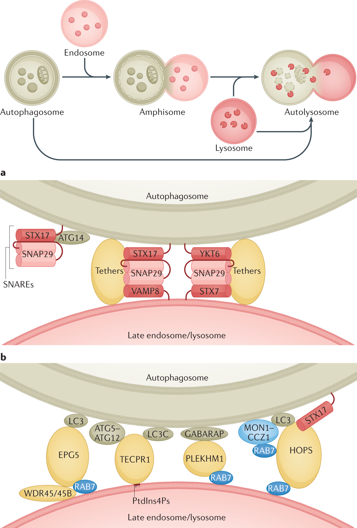 Machinery Regulation And Pathophysiological Implications Of Autophagosome Maturation Nature Reviews Molecular Cell Biology