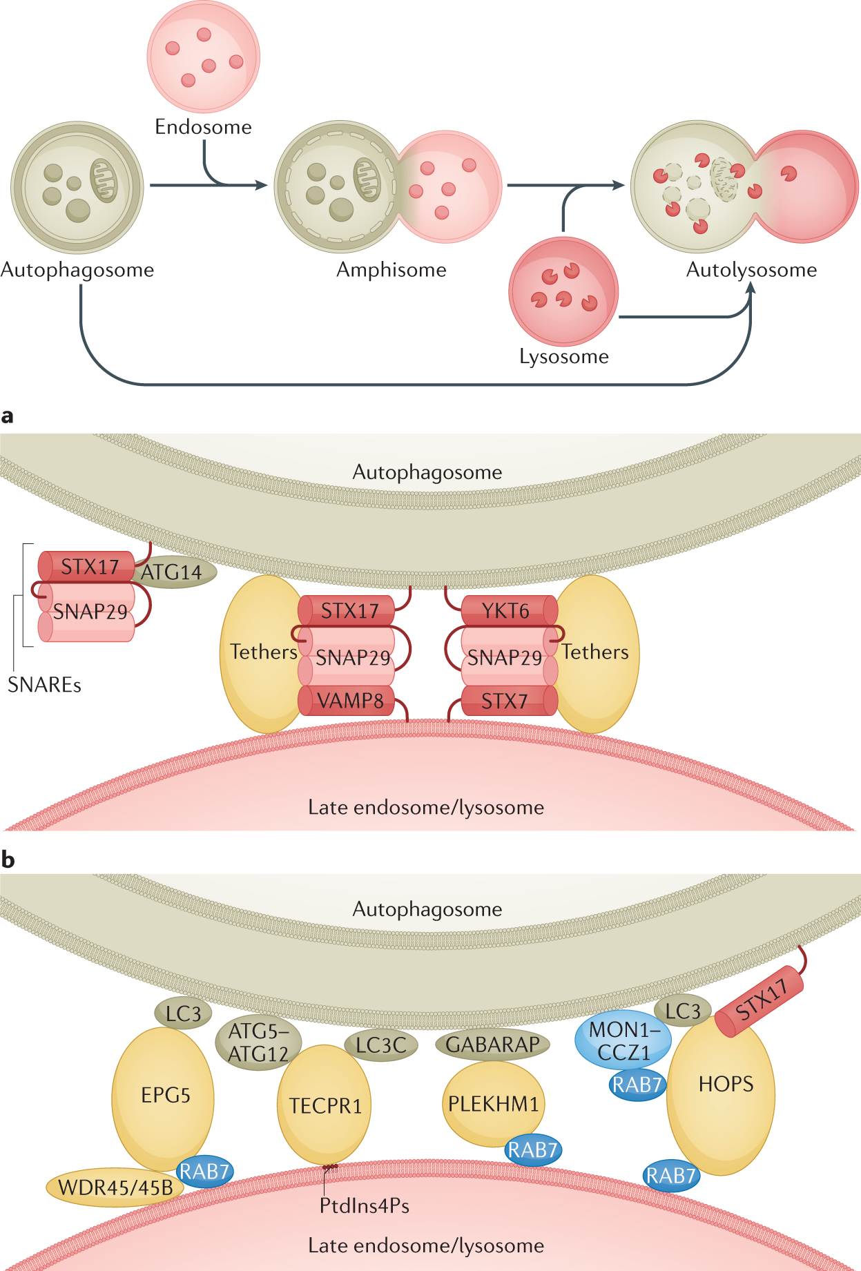 The pathogenesis of Niemann–Pick type C disease: a role for autophagy?, Expert Reviews in Molecular Medicine