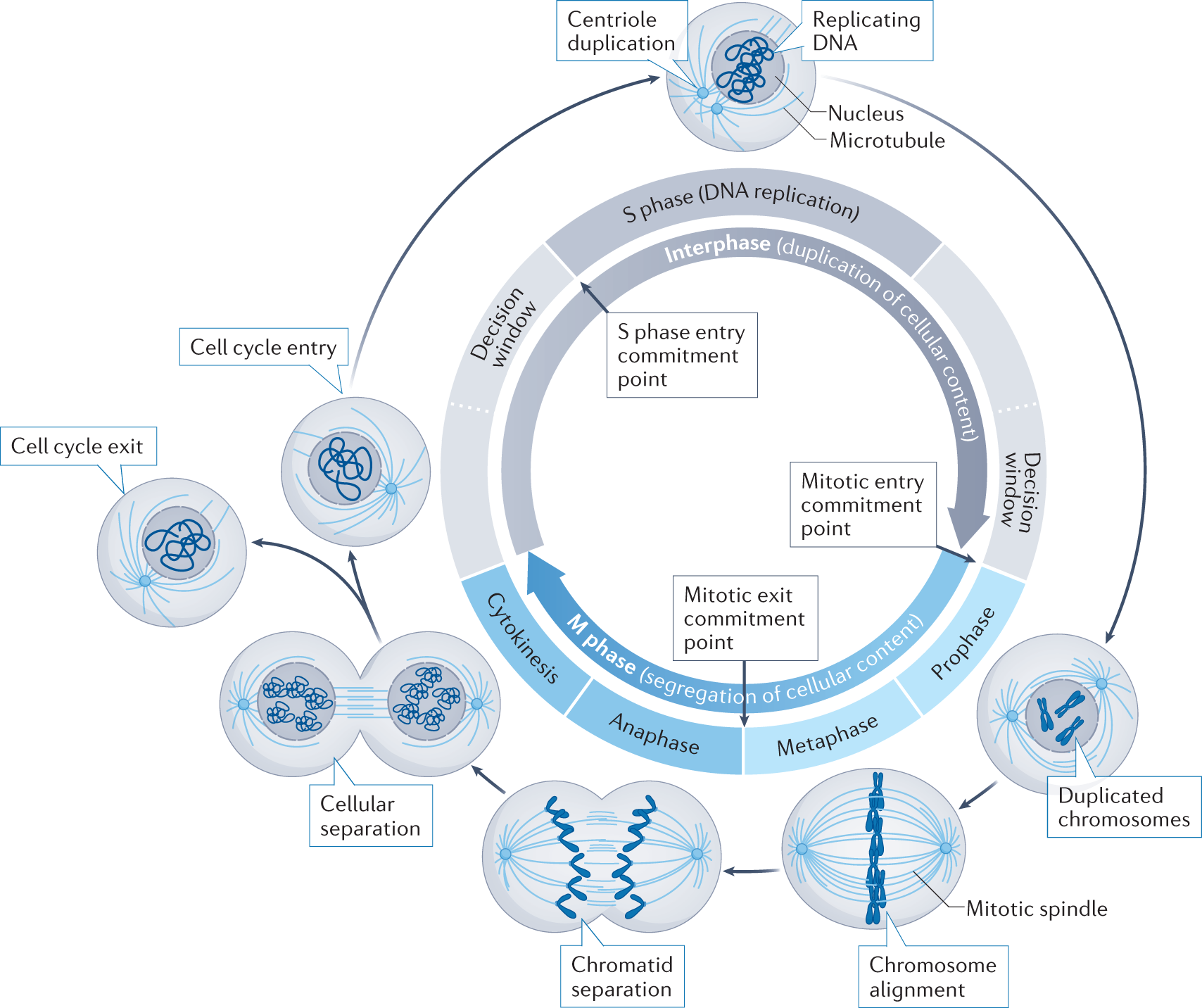 Cell cycle control in cancer | Nature Reviews Molecular Cell Biology