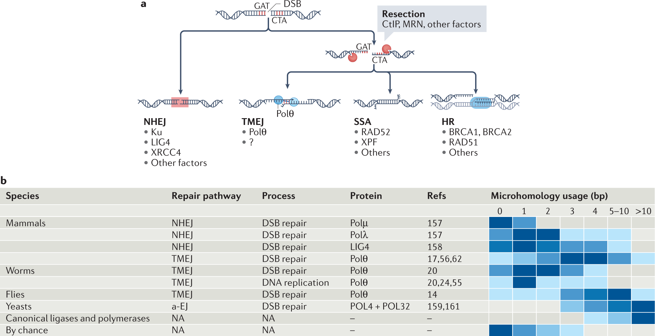 Mechanism, cellular functions and cancer roles of polymerase-theta-mediated  DNA end joining | Nature Reviews Molecular Cell Biology