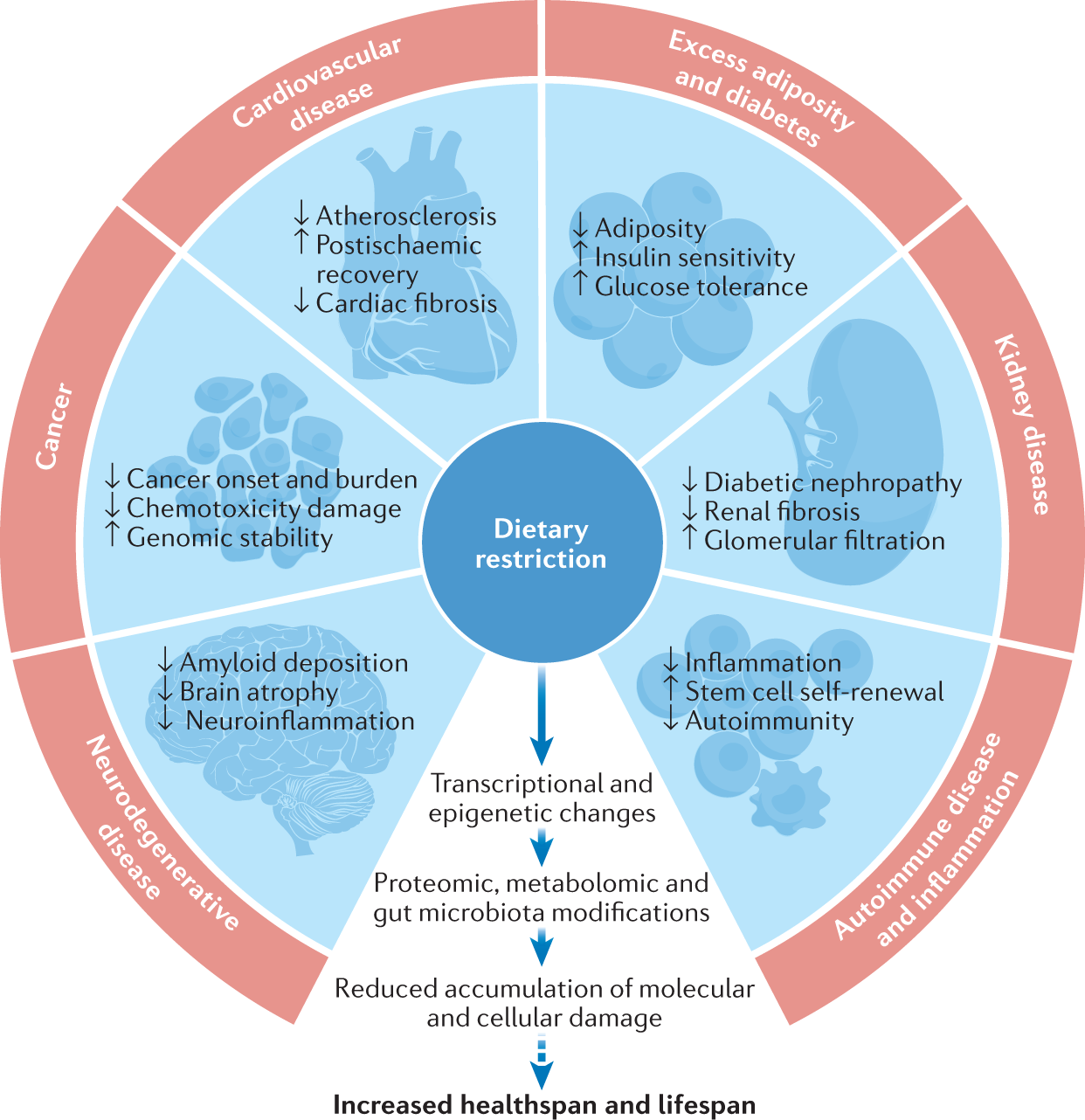 Molecular mechanisms of dietary restriction promoting health and longevity  | Nature Reviews Molecular Cell Biology