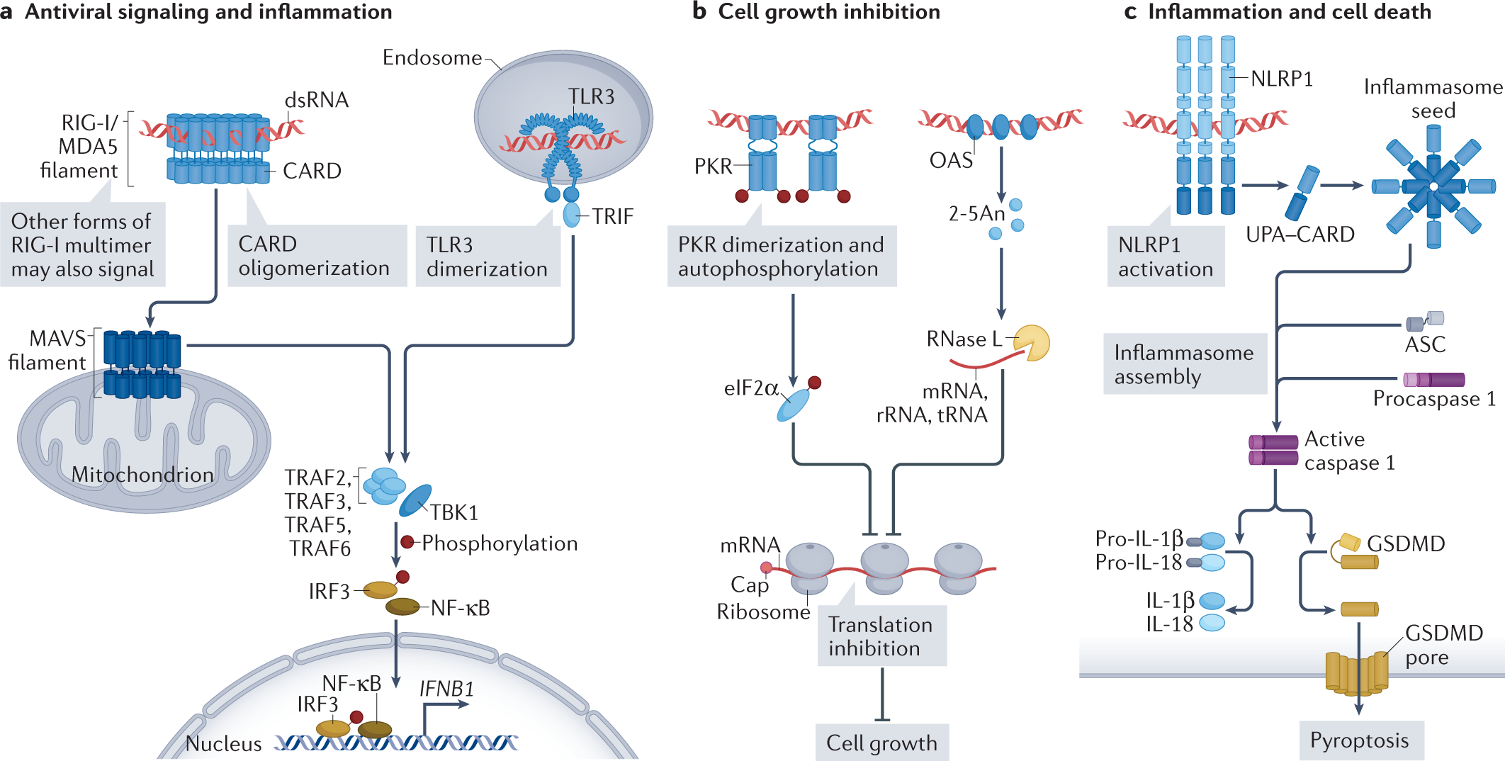 Cellular origins of dsRNA, their recognition and consequences | Nature  Reviews Molecular Cell Biology