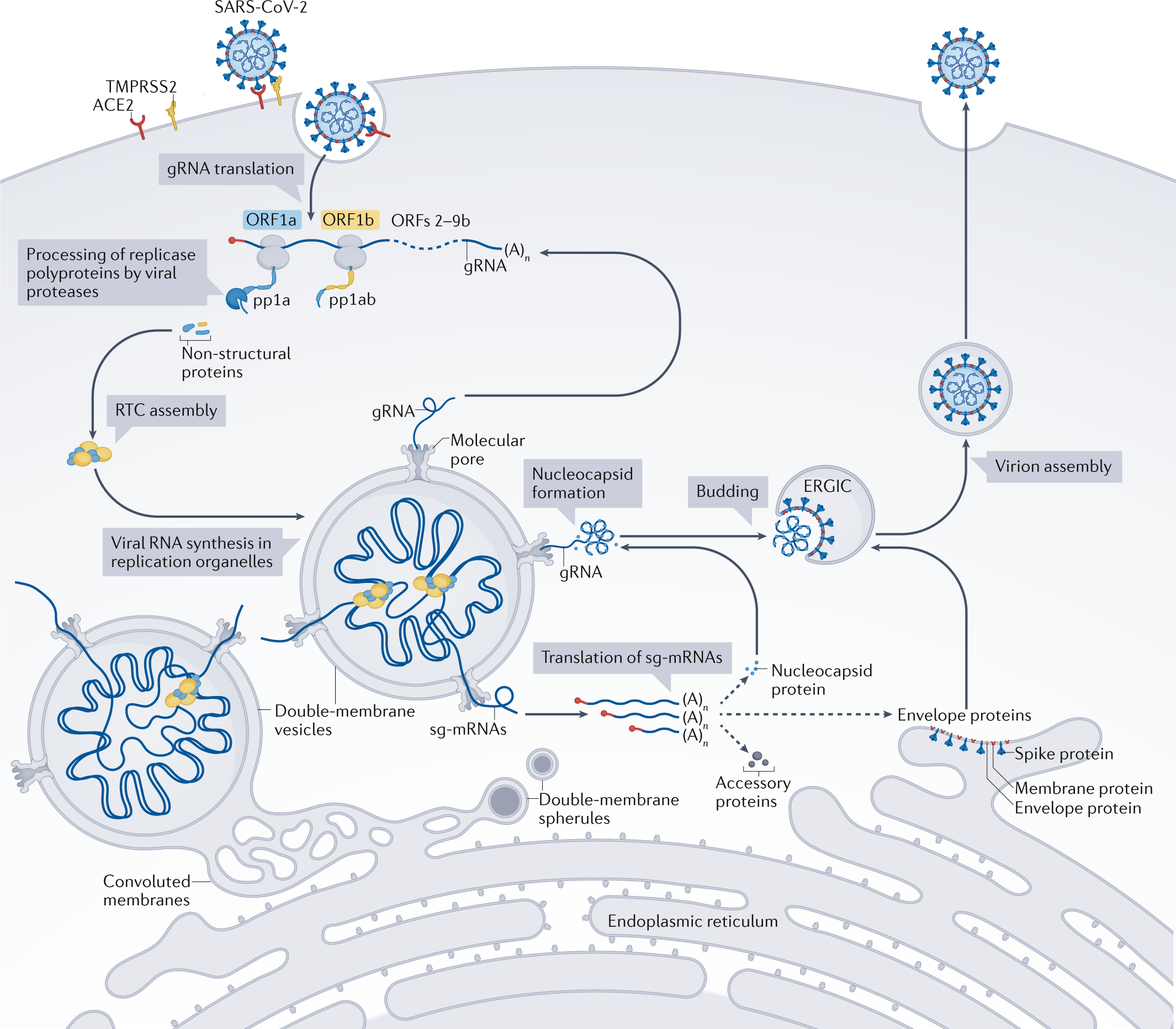 Structures and functions of coronavirus replication–transcription complexes  and their relevance for SARS-CoV-2 drug design | Nature Reviews Molecular  Cell Biology