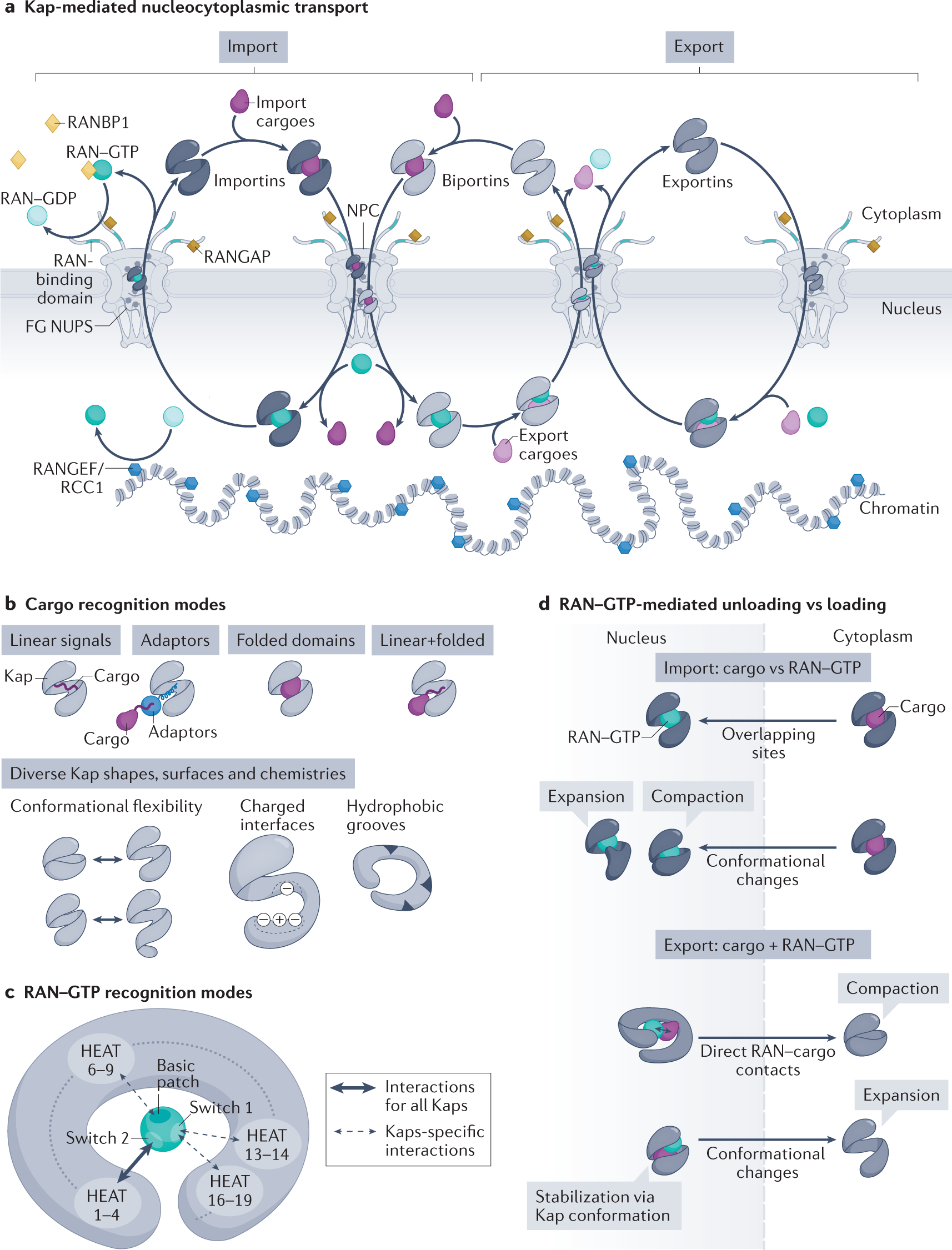 Karyopherin-mediated nucleocytoplasmic transport | Nature Reviews Molecular  Cell Biology