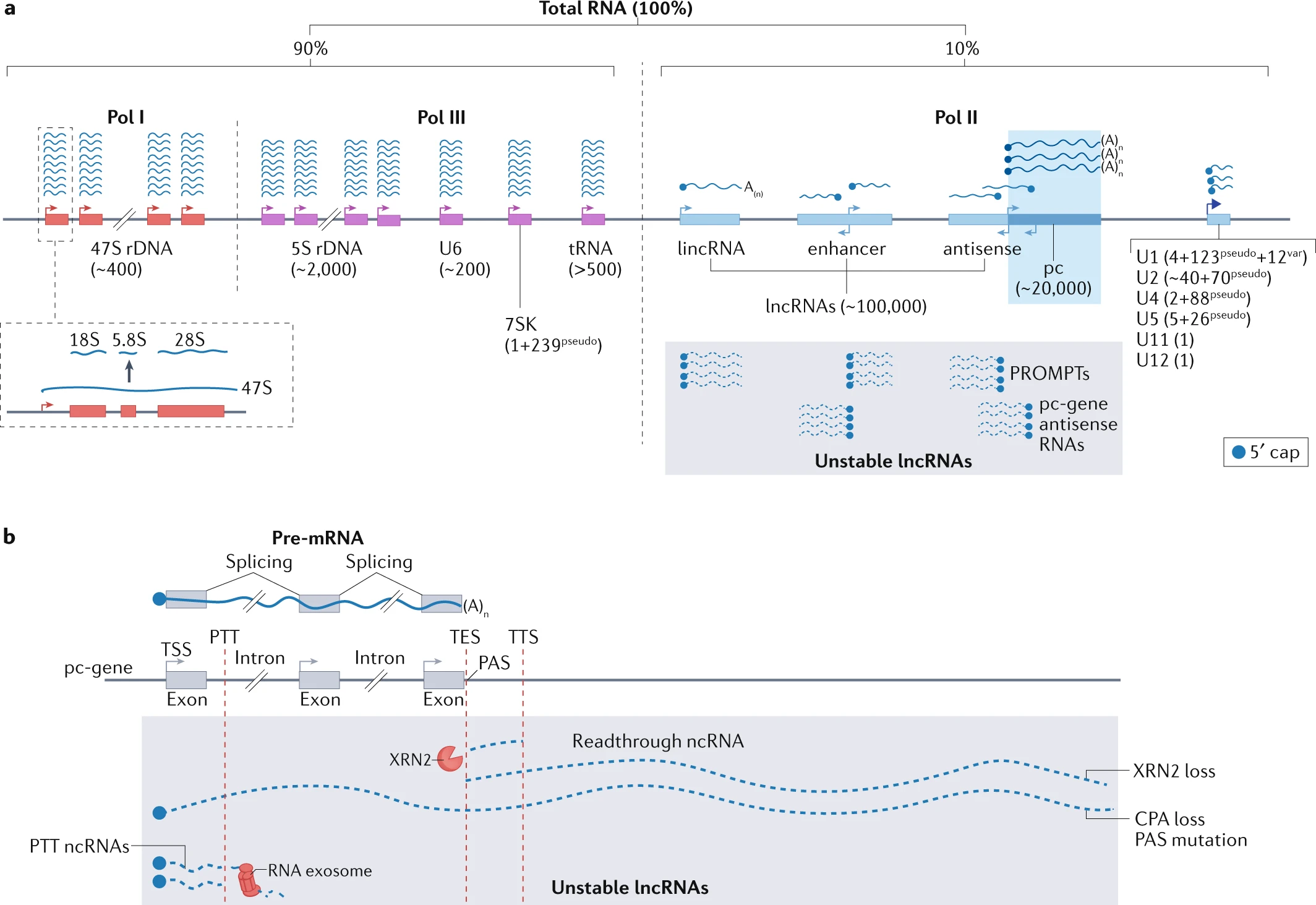 Unstable lncRNAs and other mammalian transcription units