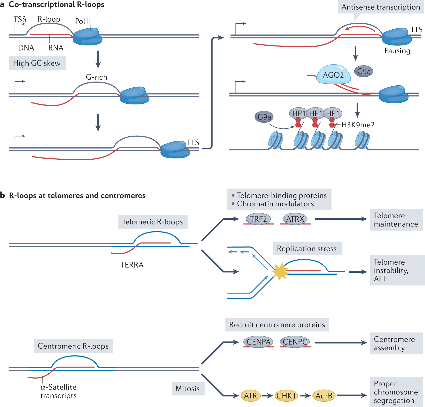 sources-resolution-and-physiological-relevance-of-r-loops-and-rna-dna-hybrids-nature-reviews-molecular-cell-biology