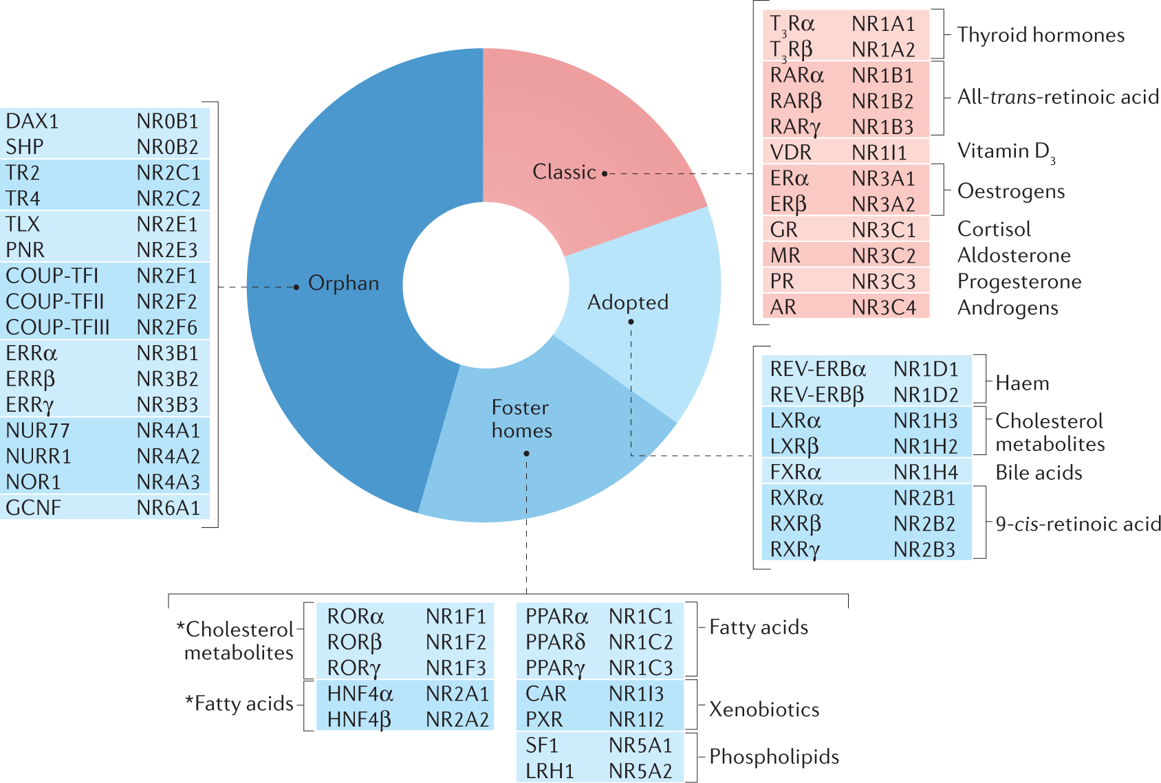 Transcriptional control of energy metabolism by nuclear receptors | Nature  Reviews Molecular Cell Biology