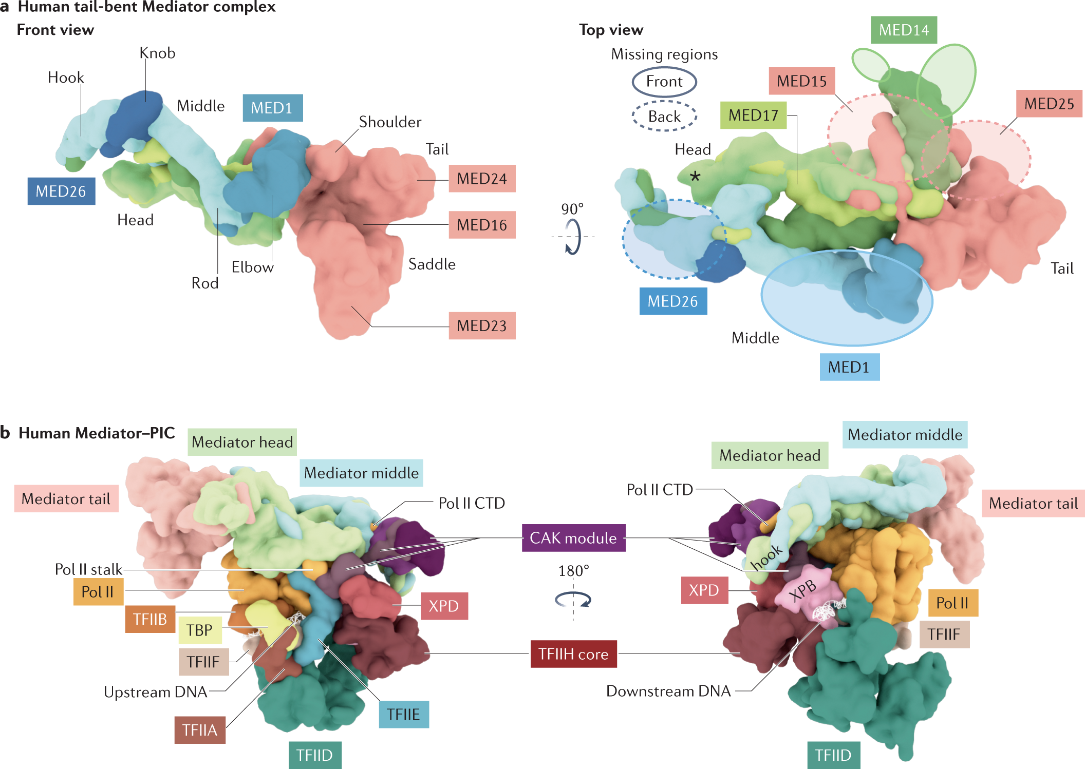 The Mediator complex as a master regulator of transcription by RNA  polymerase II