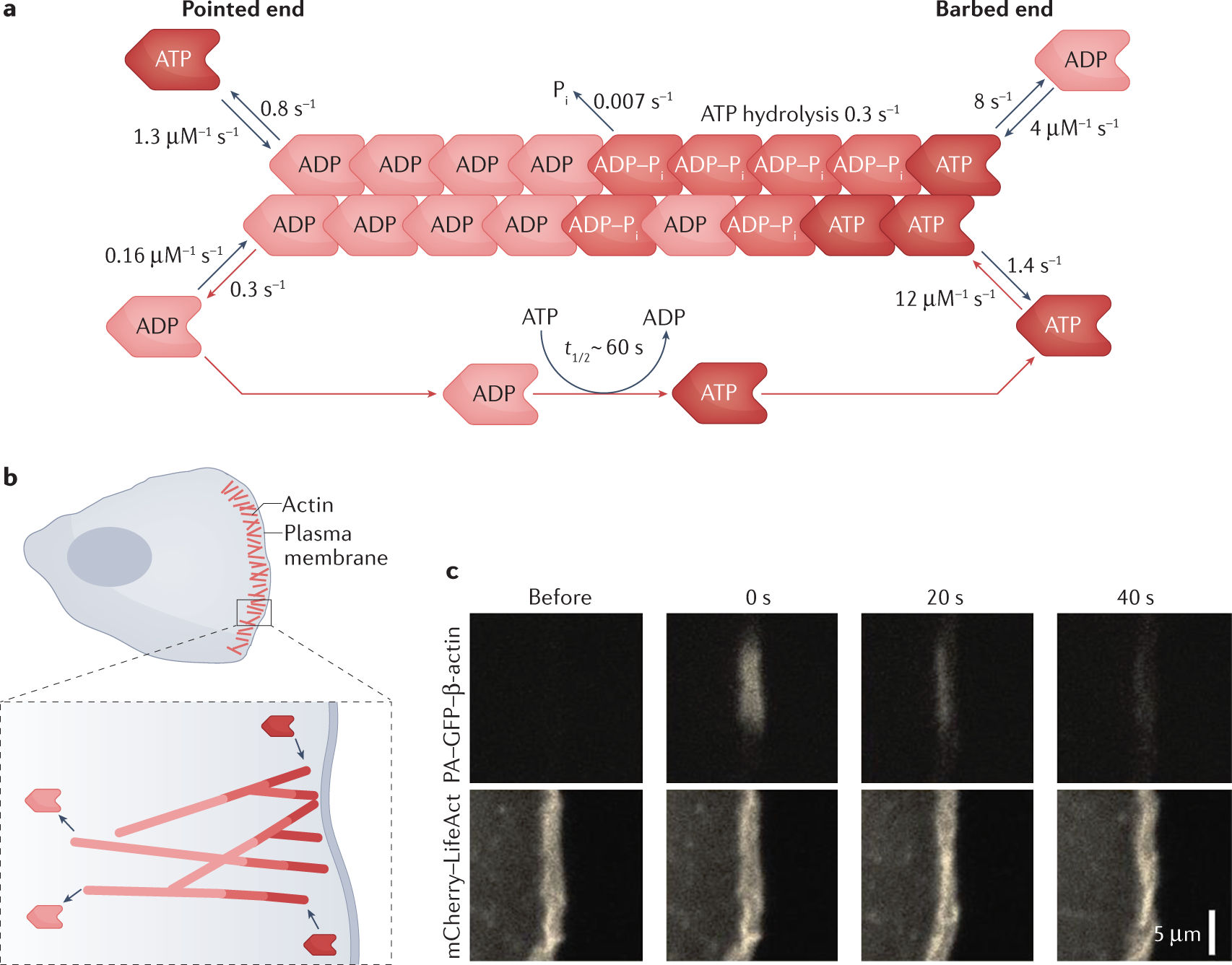 PDF) The Arp1/11 minifilament of dynactin primes the endosomal