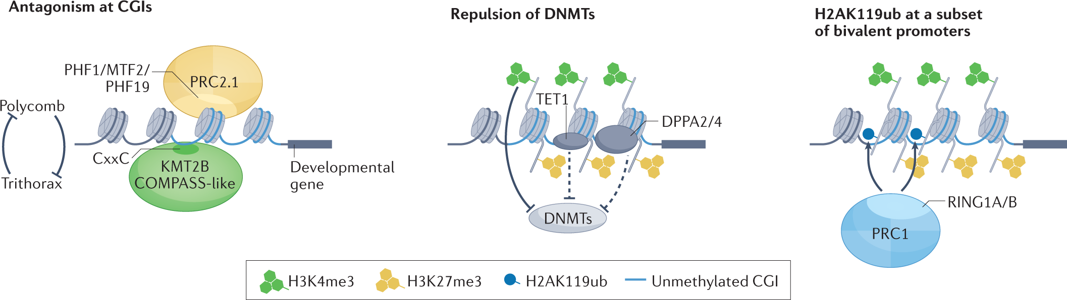 Dissecting MENIN in bivalent gene regulation