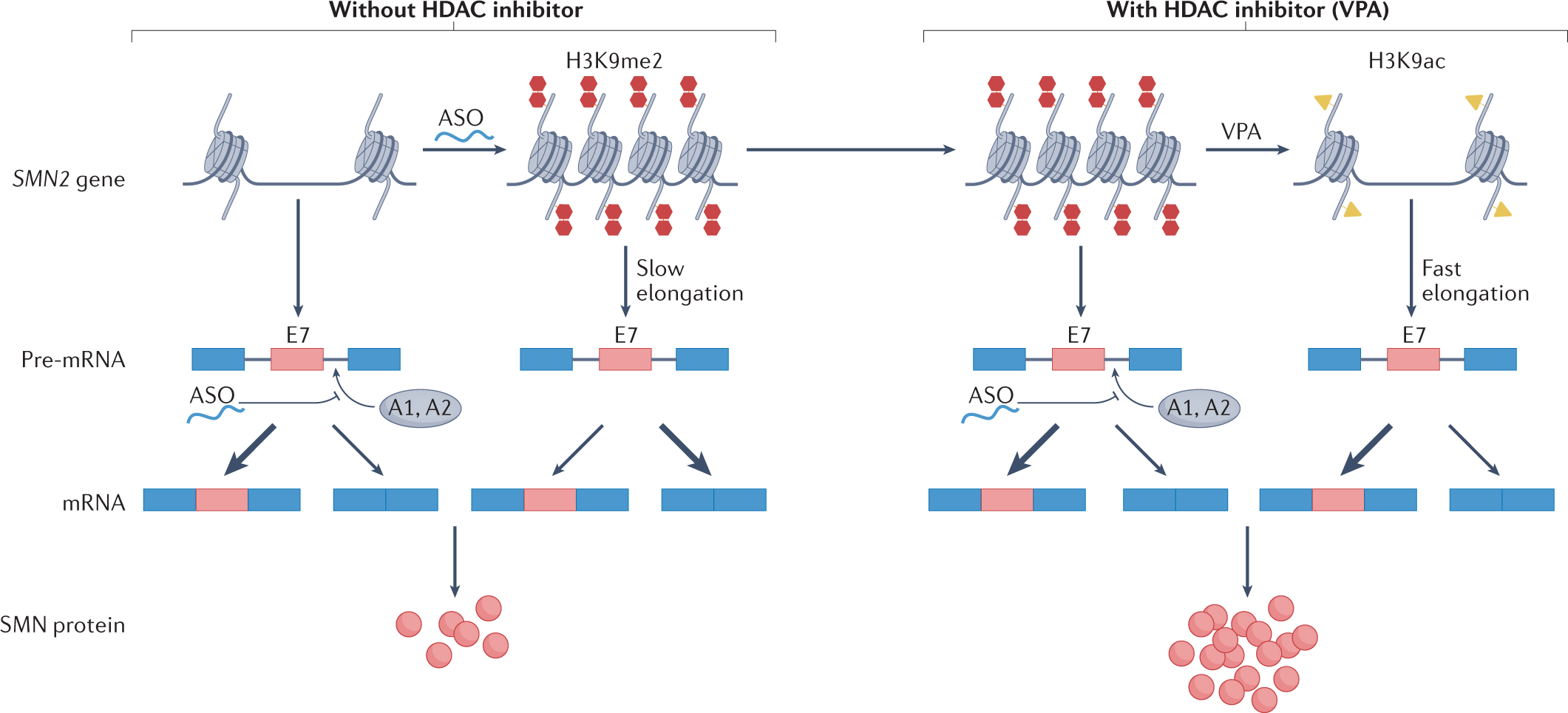 RNA Seq: Alternative Splicing