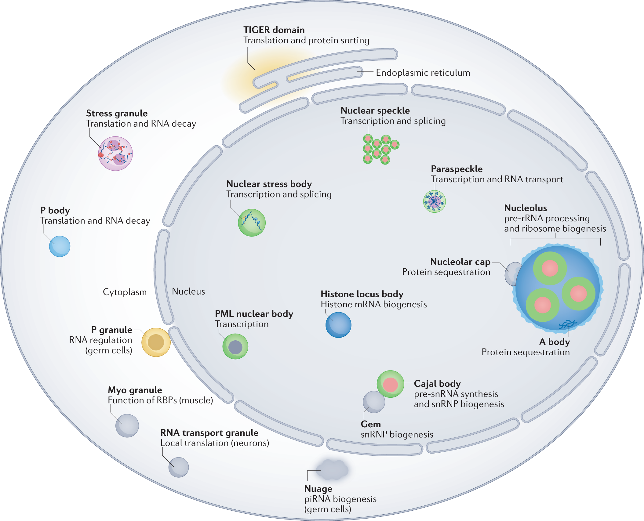 Genetic, cellular, and structural characterization of the membrane