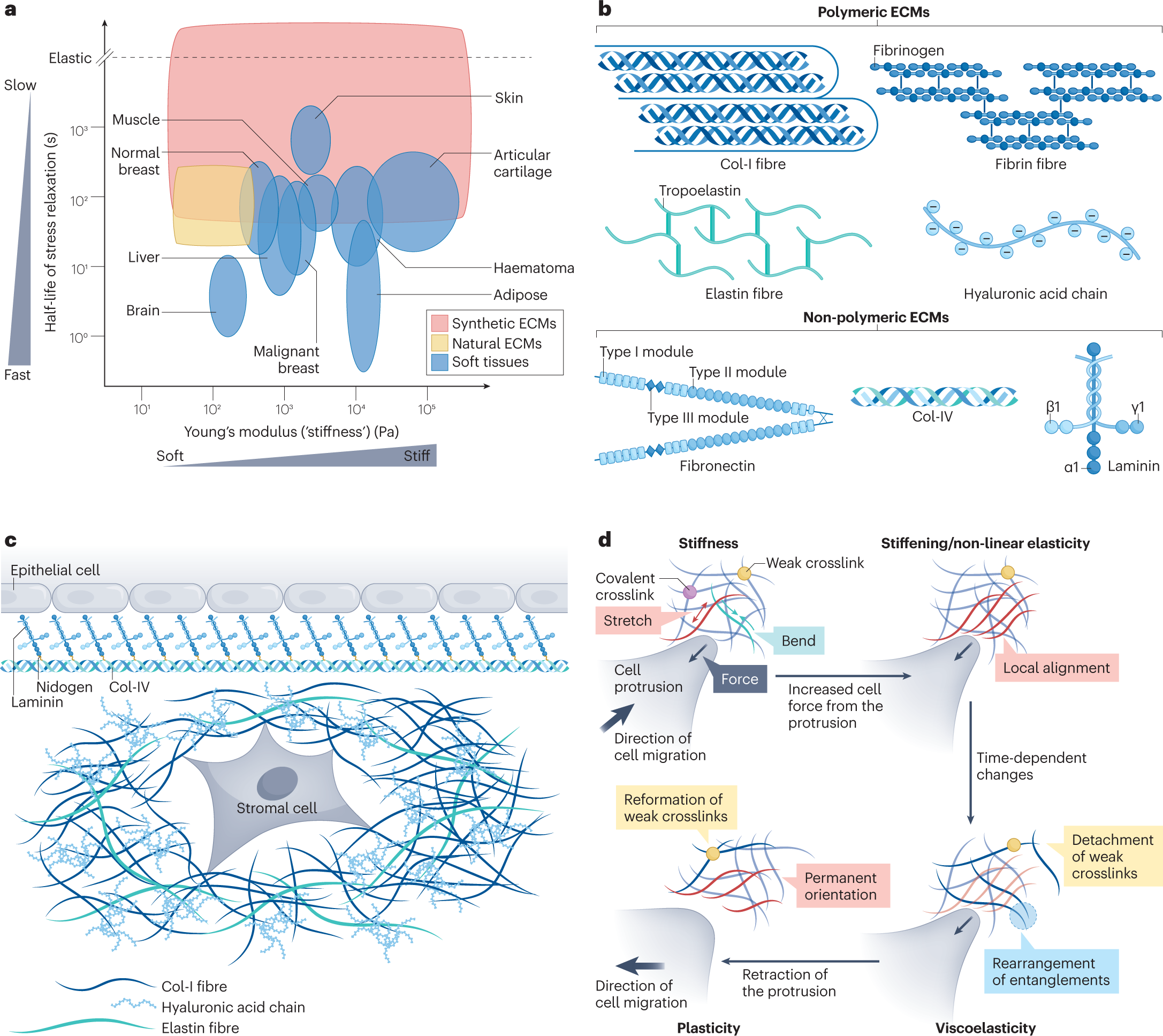 Cell–extracellular matrix mechanotransduction in 3D | Nature Reviews  Molecular Cell Biology