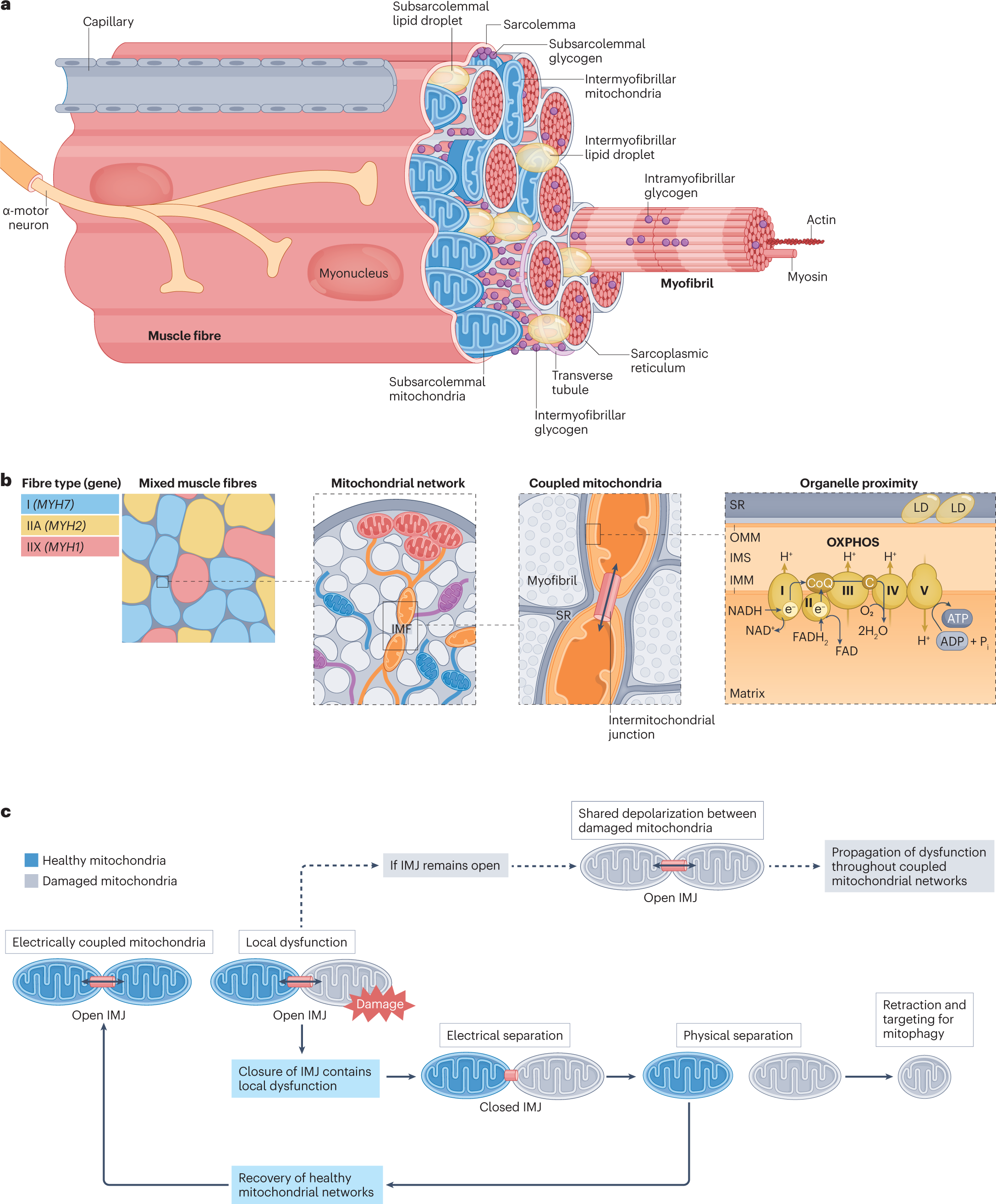 How exercise rejuvenates cells, extending lifespan