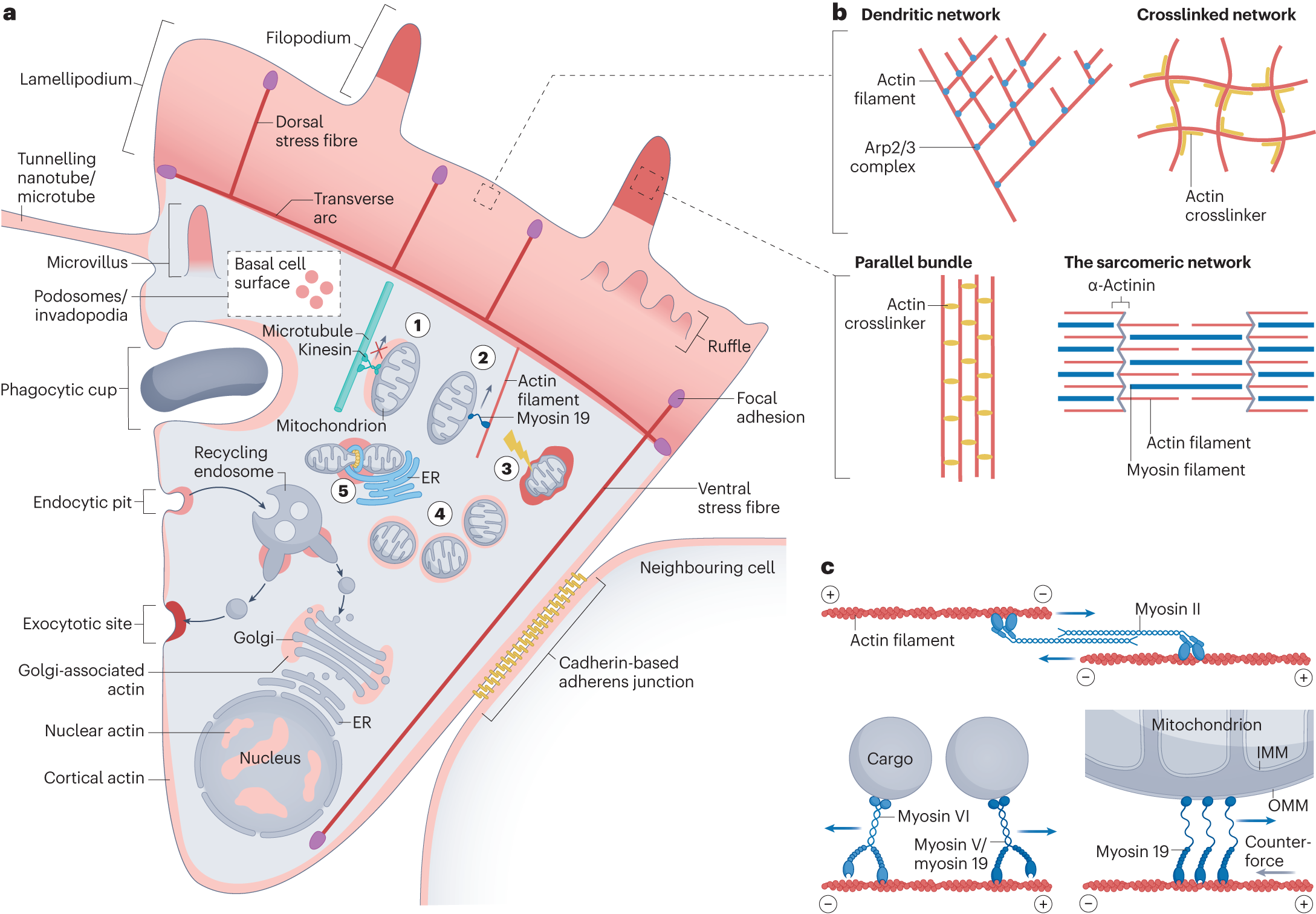 The multiple links between actin and mitochondria | Nature Reviews 