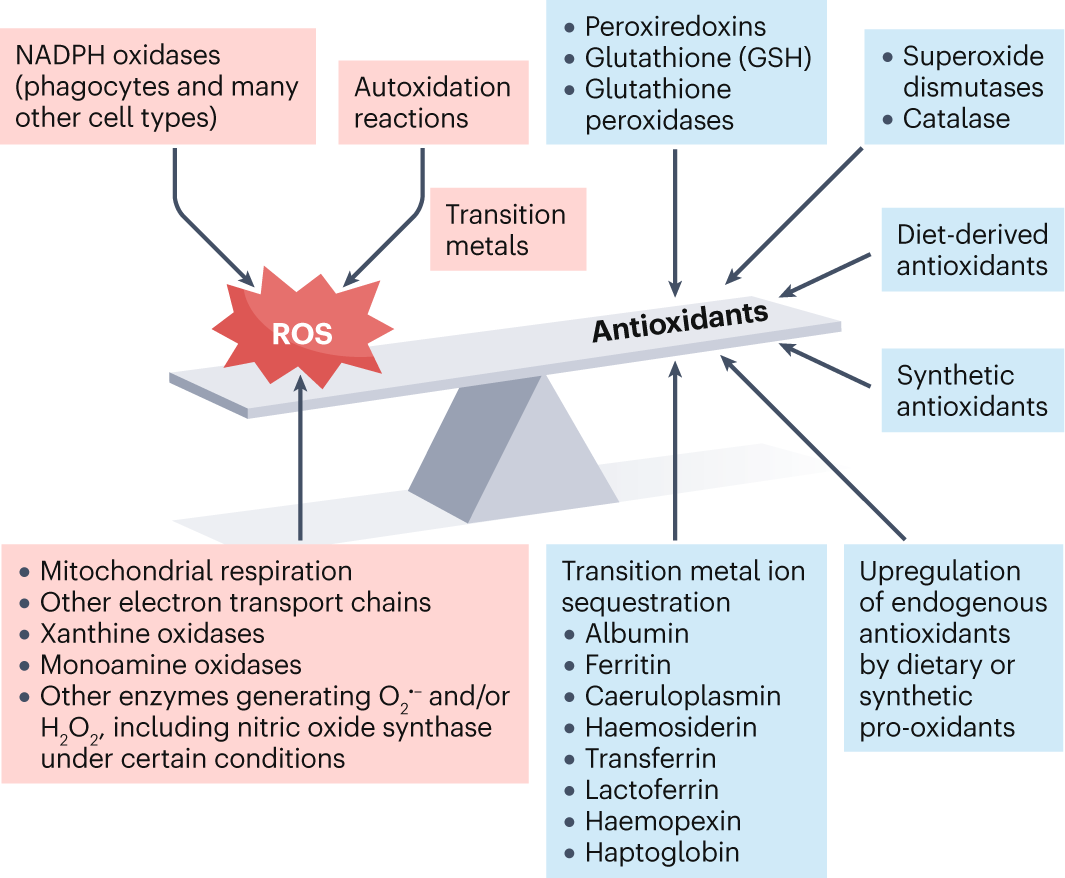 is glutathione best taken with food is glutathione found in food Why Take Glutathione with Vitamin C and Other Nutrients?