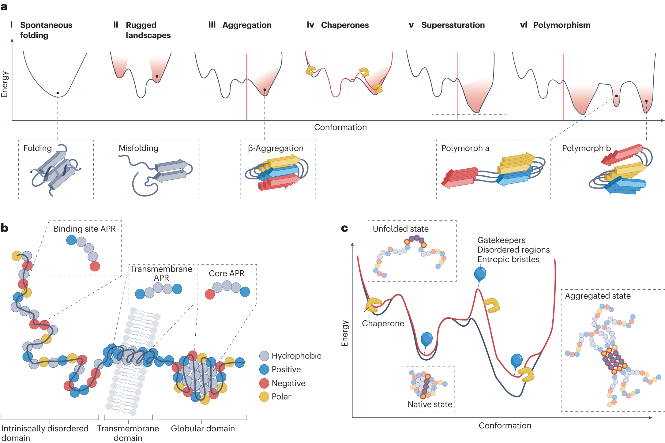 Energetic funnel representing protein folding events in the cell