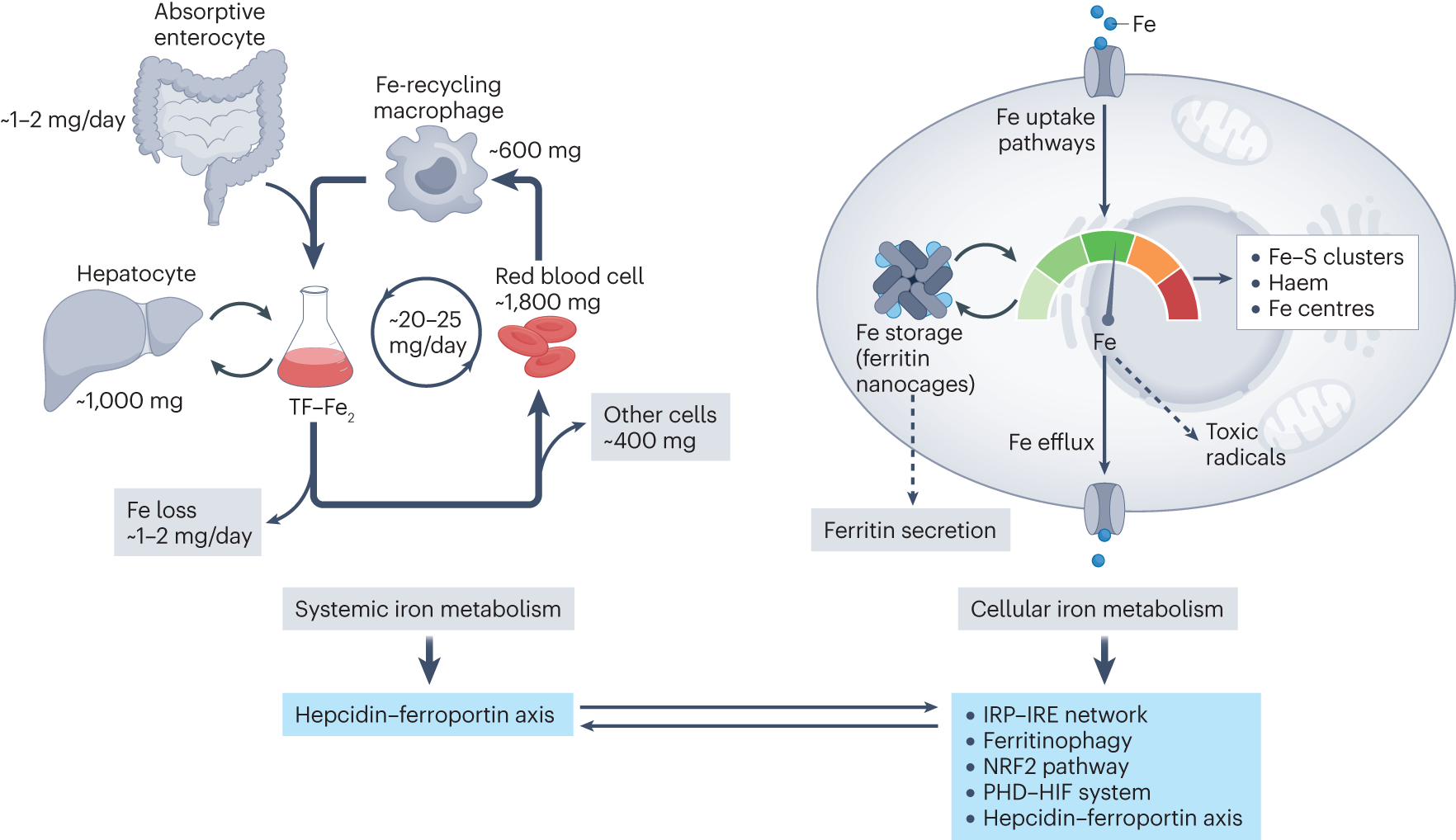 Hemoglobin-rich Droplets Within Blood Cells May Be Source of