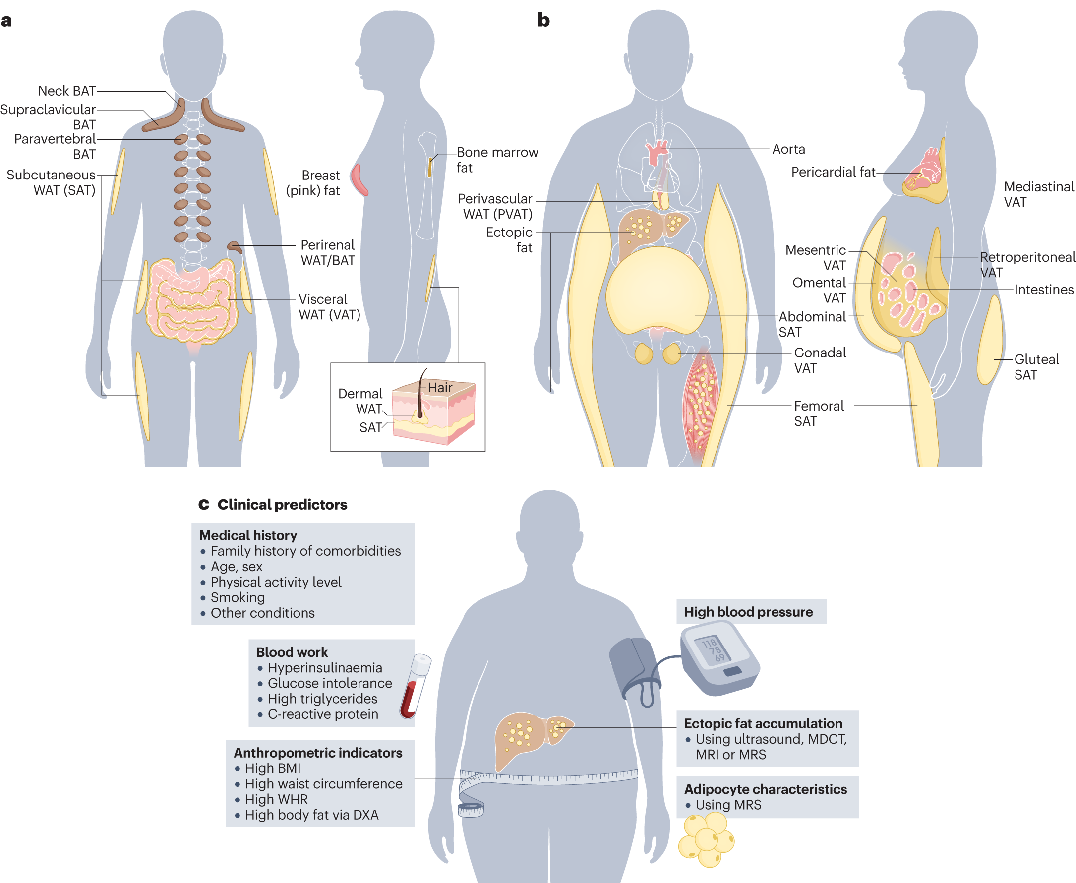 Expanding Waistlines Drive Increases in Obesity Rate - North Carolina  Health News