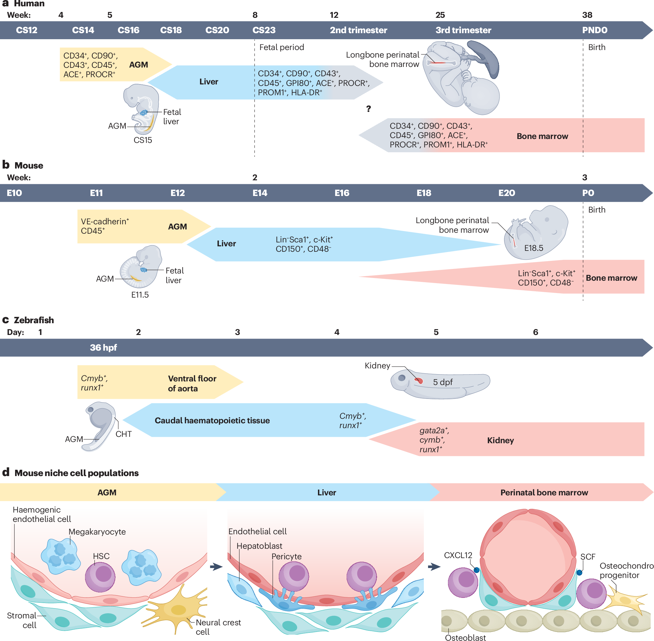 The role of the haematopoietic stem cell niche in development and ageing |  Nature Reviews Molecular Cell Biology