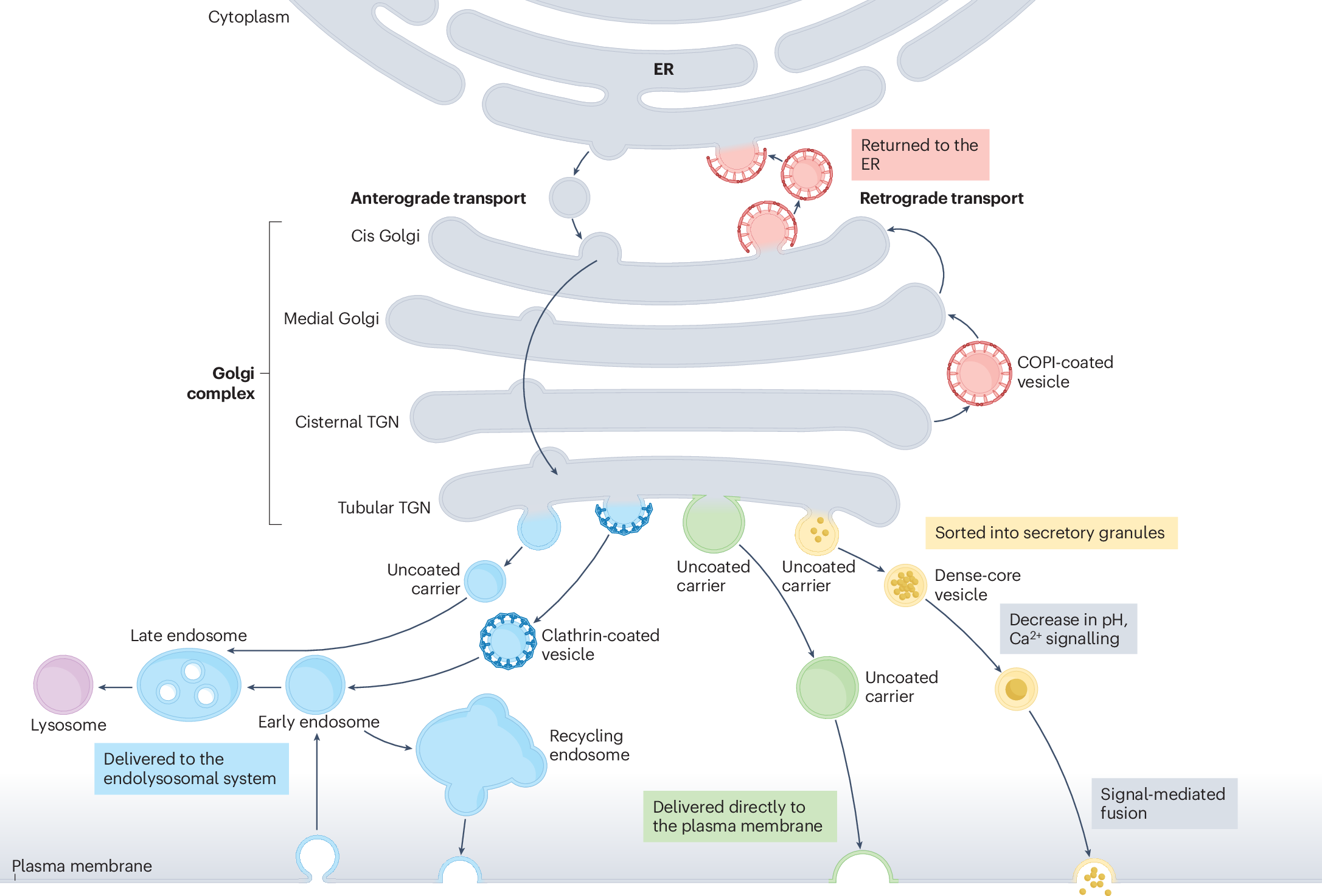 Mechanistic insights into cargo sorting and export from the Golgi apparatus  | Nature Reviews Molecular Cell Biology