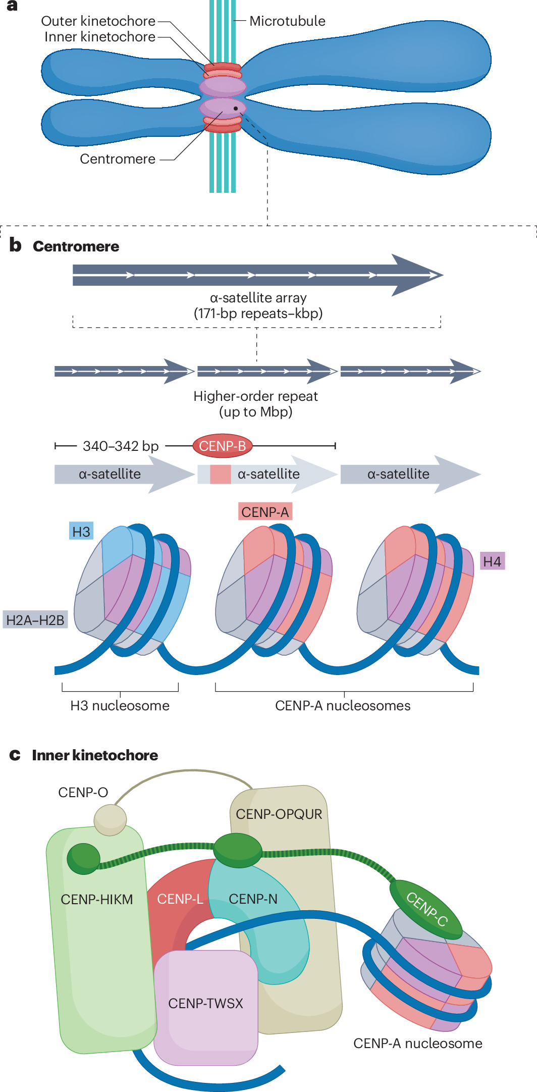 Structure and function of the centromere and inner kinetochore