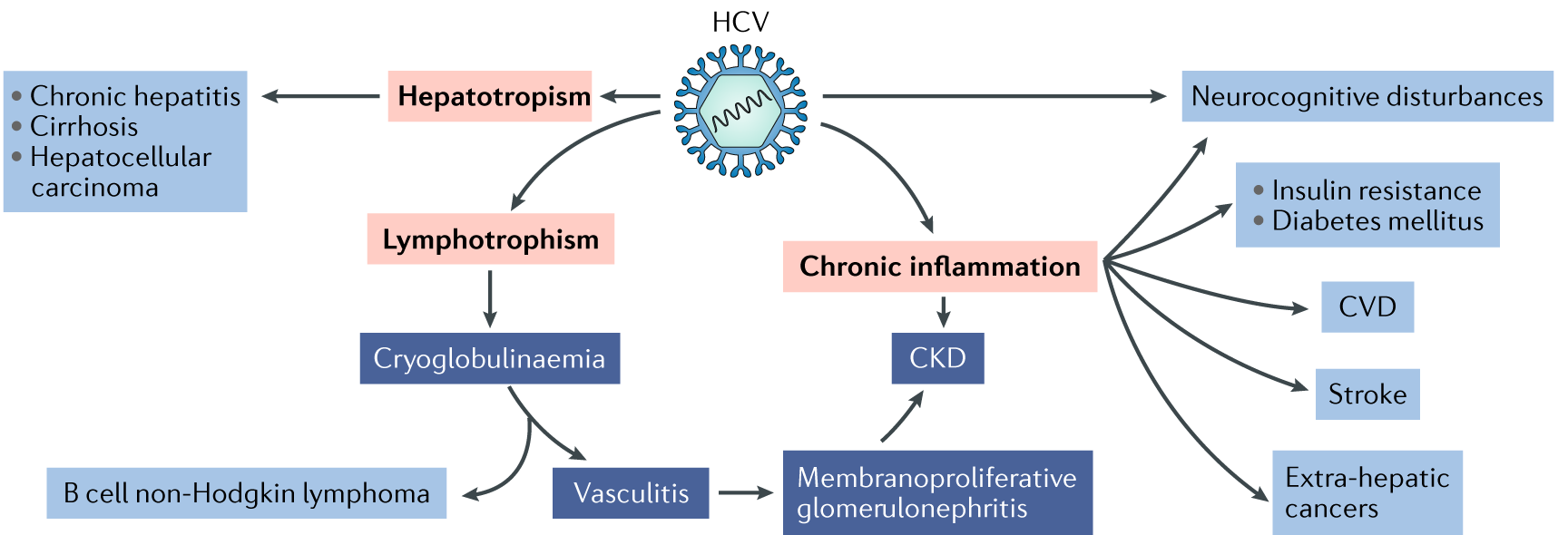 Hepatitis C Virus And The Kidney Nature Reviews Nephrology